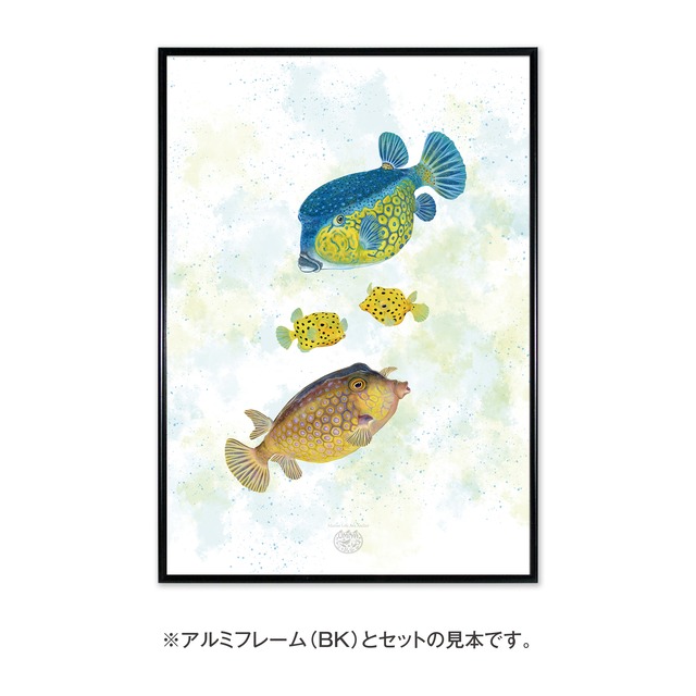 【海のいきものアートポスター／魚】ハコフグ