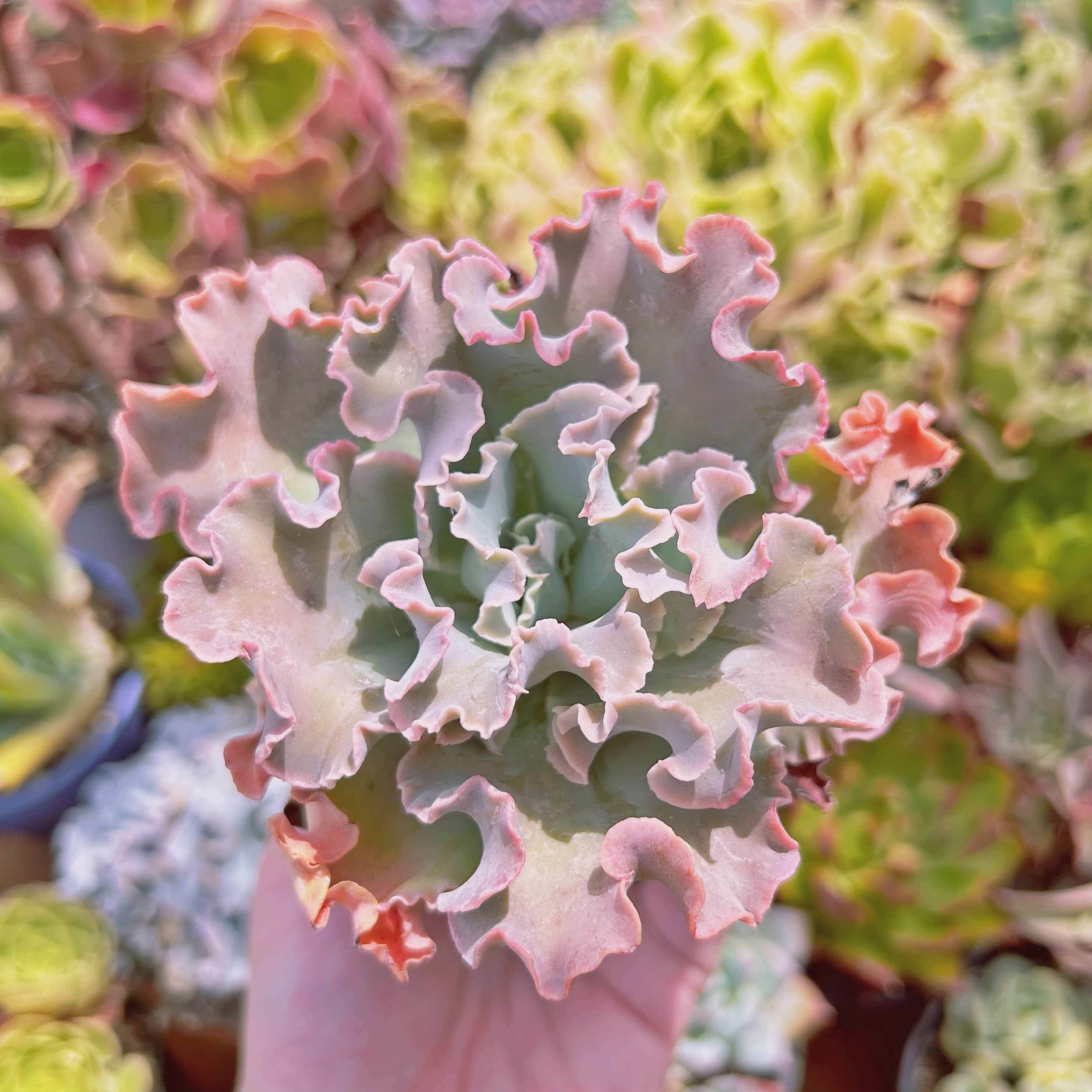 現物　多肉植物　高砂の翁　特大　抜き苗