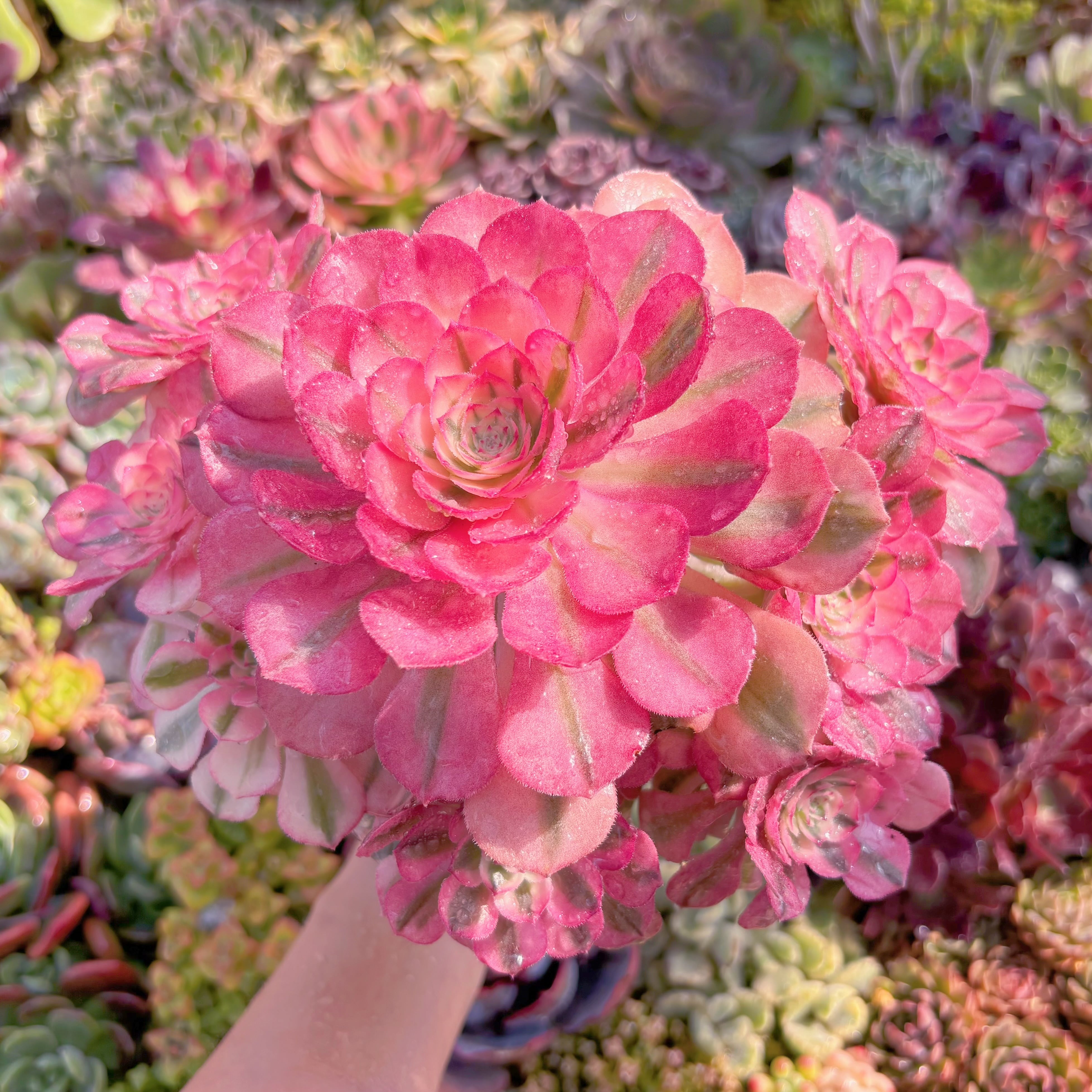 現品　美人鏡錦#1160　特大群生　るる農園