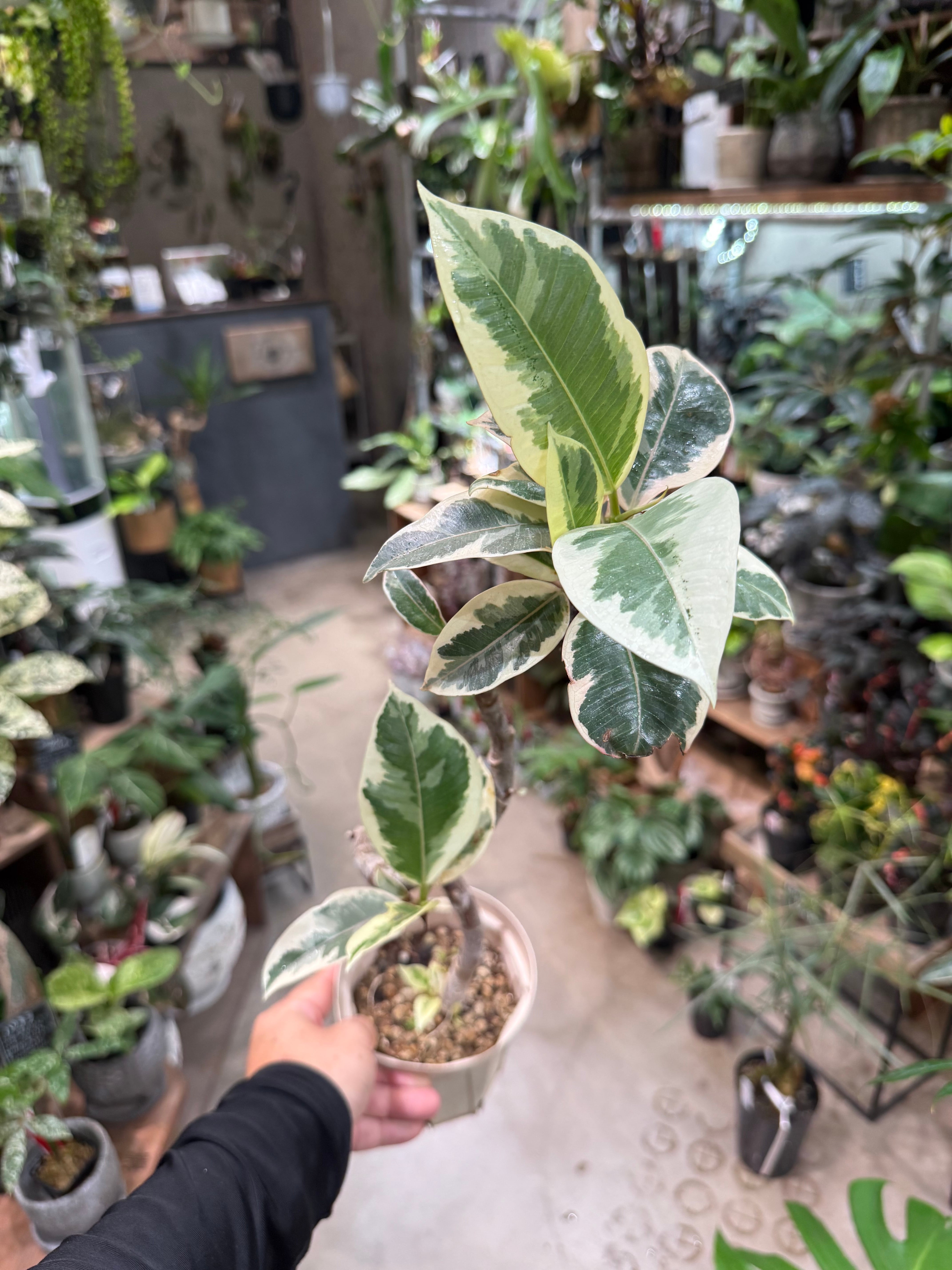 フペルジア ハンホン | MIDORIYA 観葉植物専門店