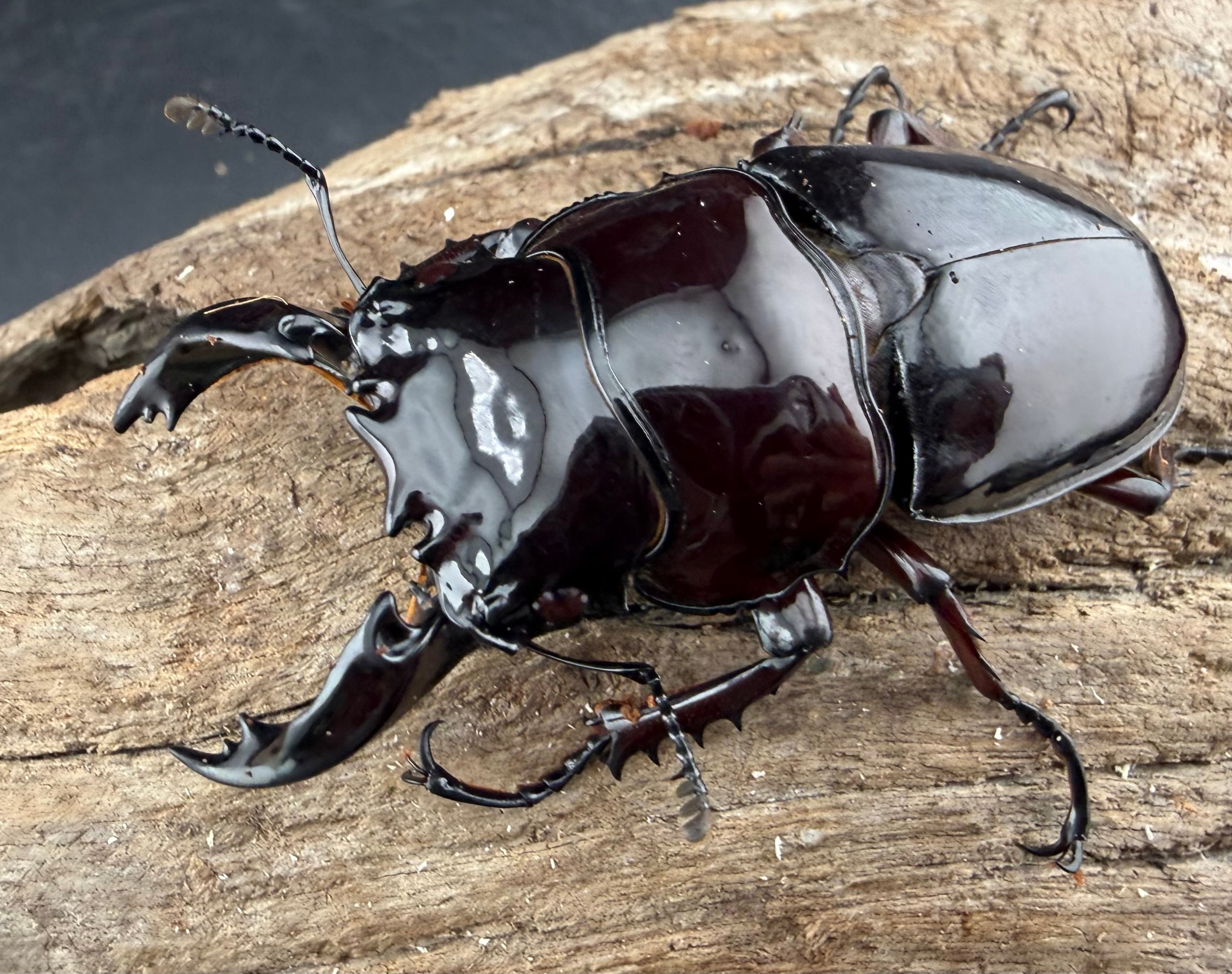 タランドゥスの仲間 | KPW公式オンラインショップ