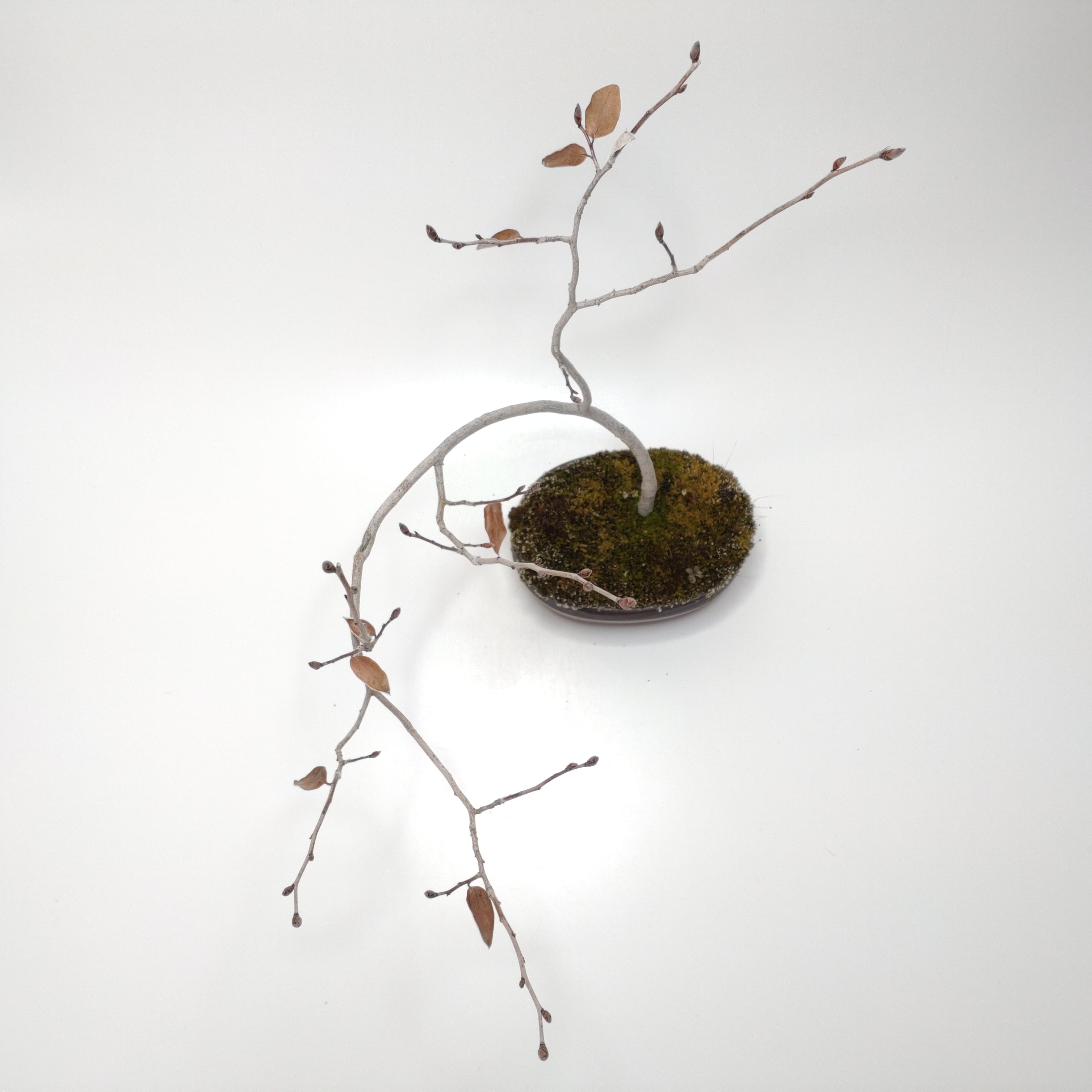 ヤマコウバシ盆栽 SS016 | 盆栽創【Bonsaisou】