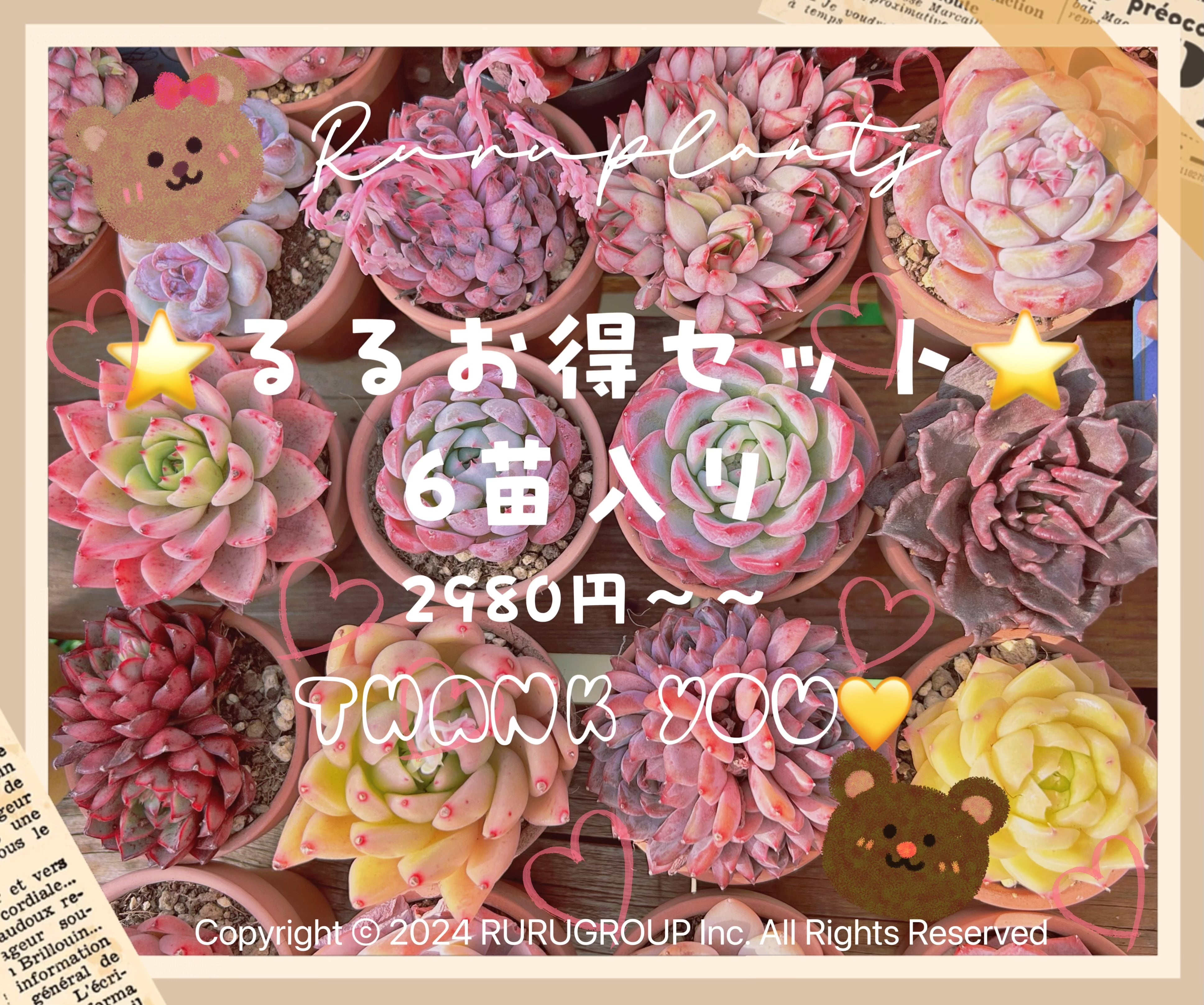 韓国苗6個お得セット ⭐️るるお得セット⭐️6苗入り | るる農園~多肉植物専門