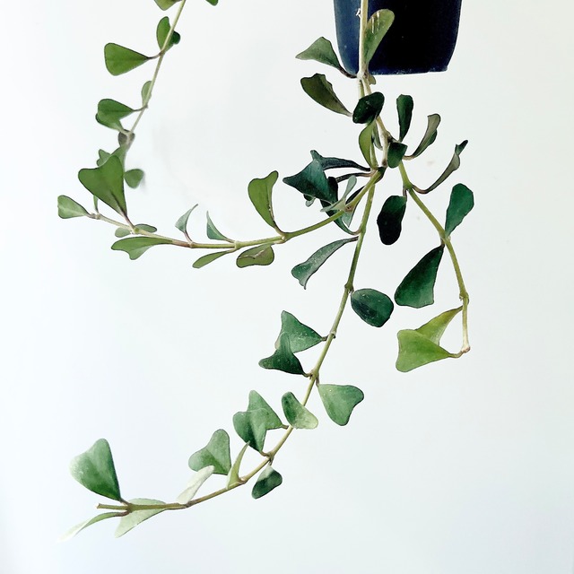 ハートリーフが魅力＊ホヤ マニプレンシス 希少ロングサイズ 3号鉢