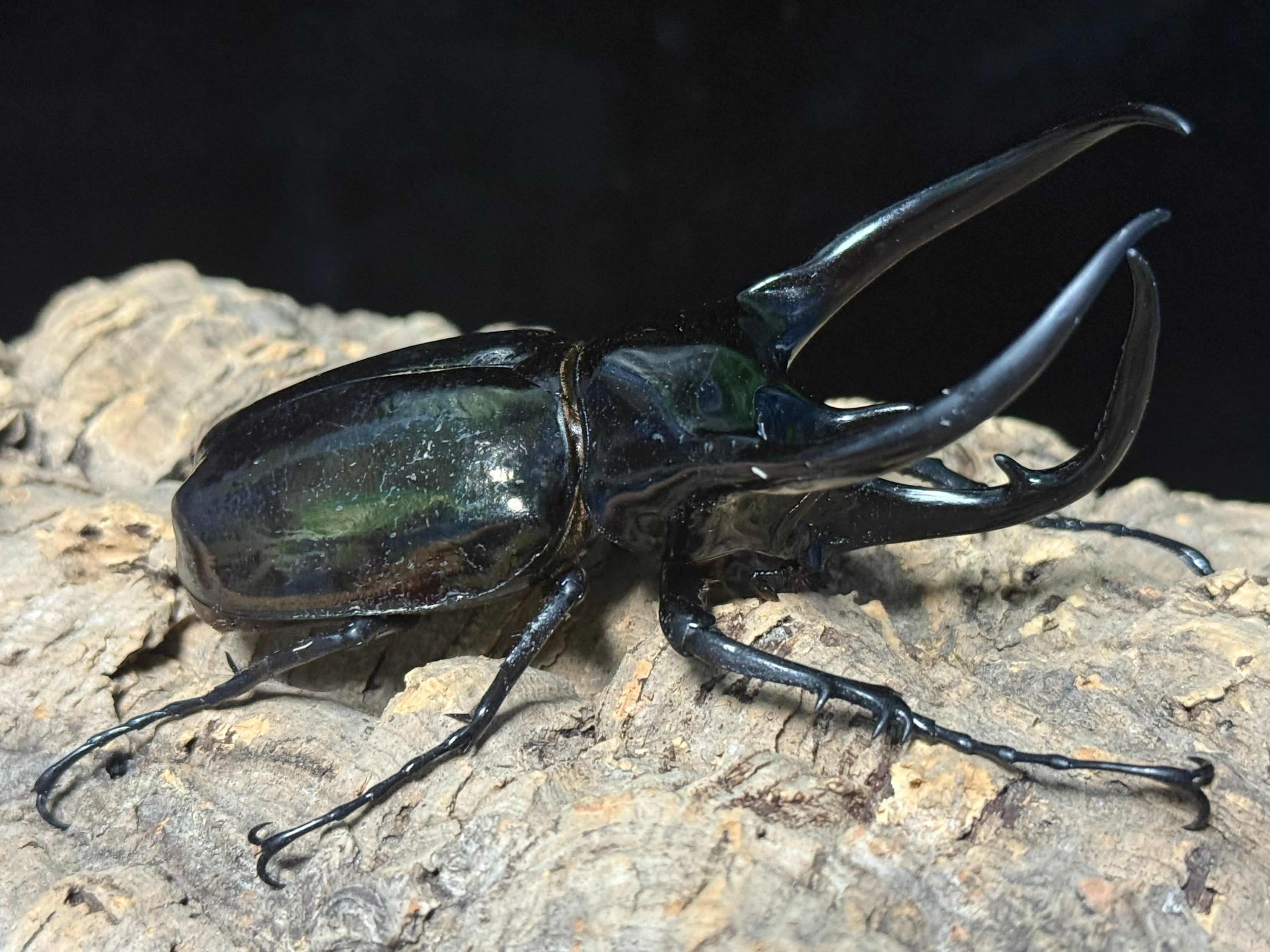 WD タイリクコーカサス ♂115mm ♀59mm ペア | BeetleHouse79