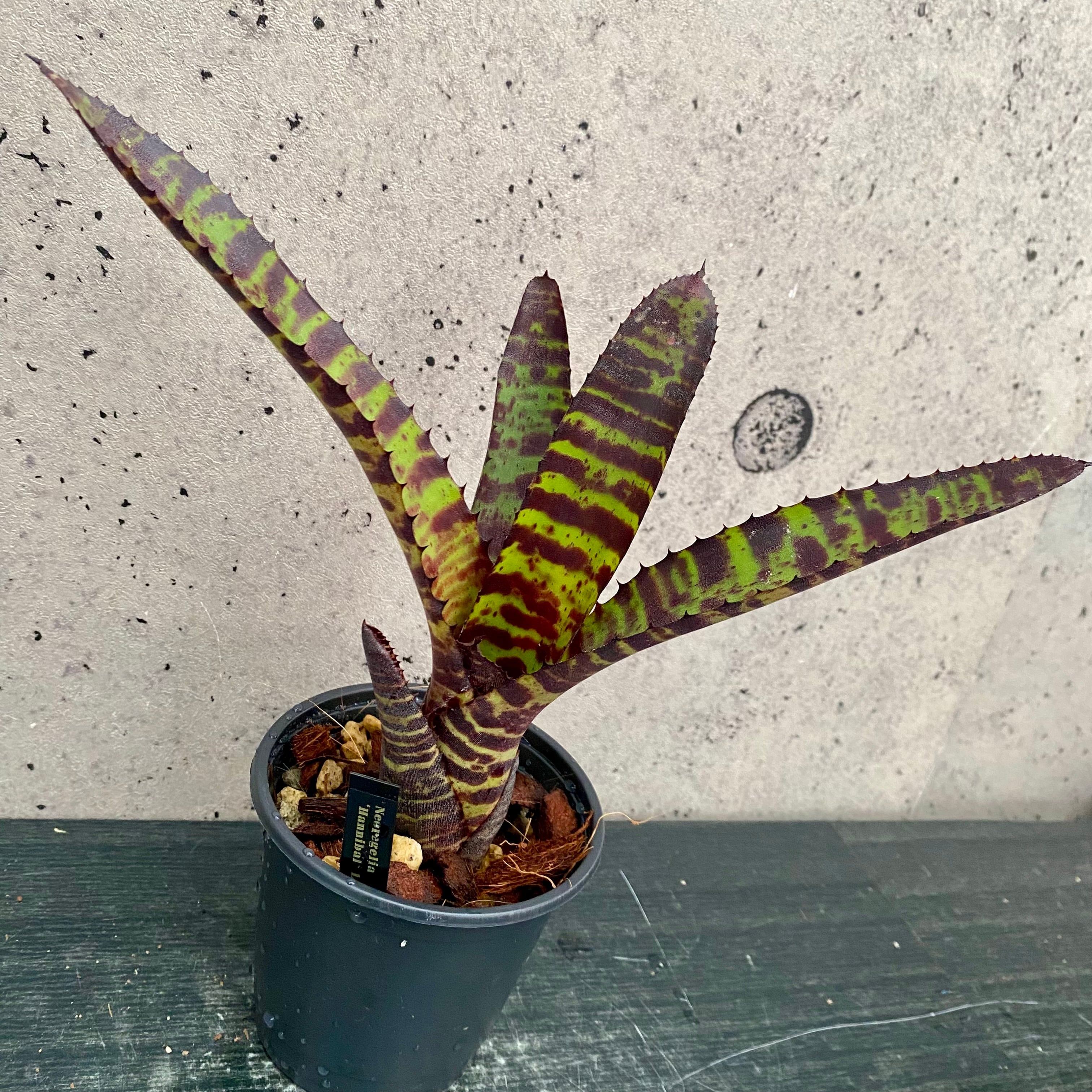 タンクブロメリア | Planet Plants プラネットプランツ