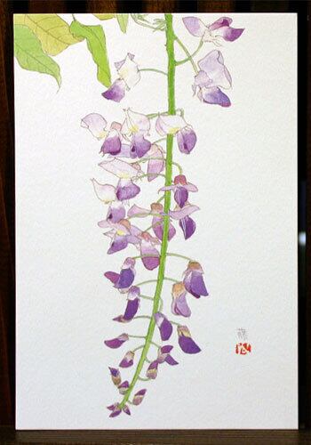 絵はがき（春）「藤」 | 外山康雄 野の花館 オンラインショップ