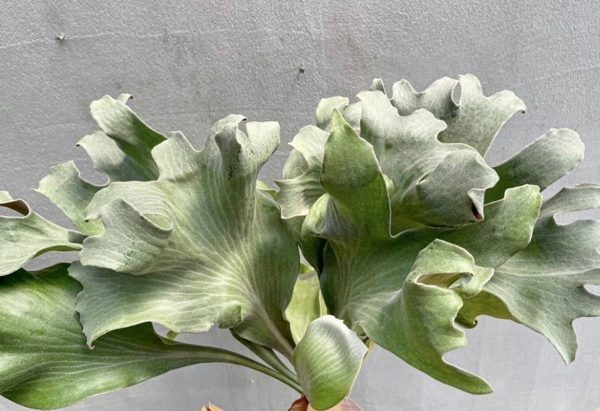 c) P. willinckii 'Bogie' x P. hillii 'Sattahip' ビカクシダ