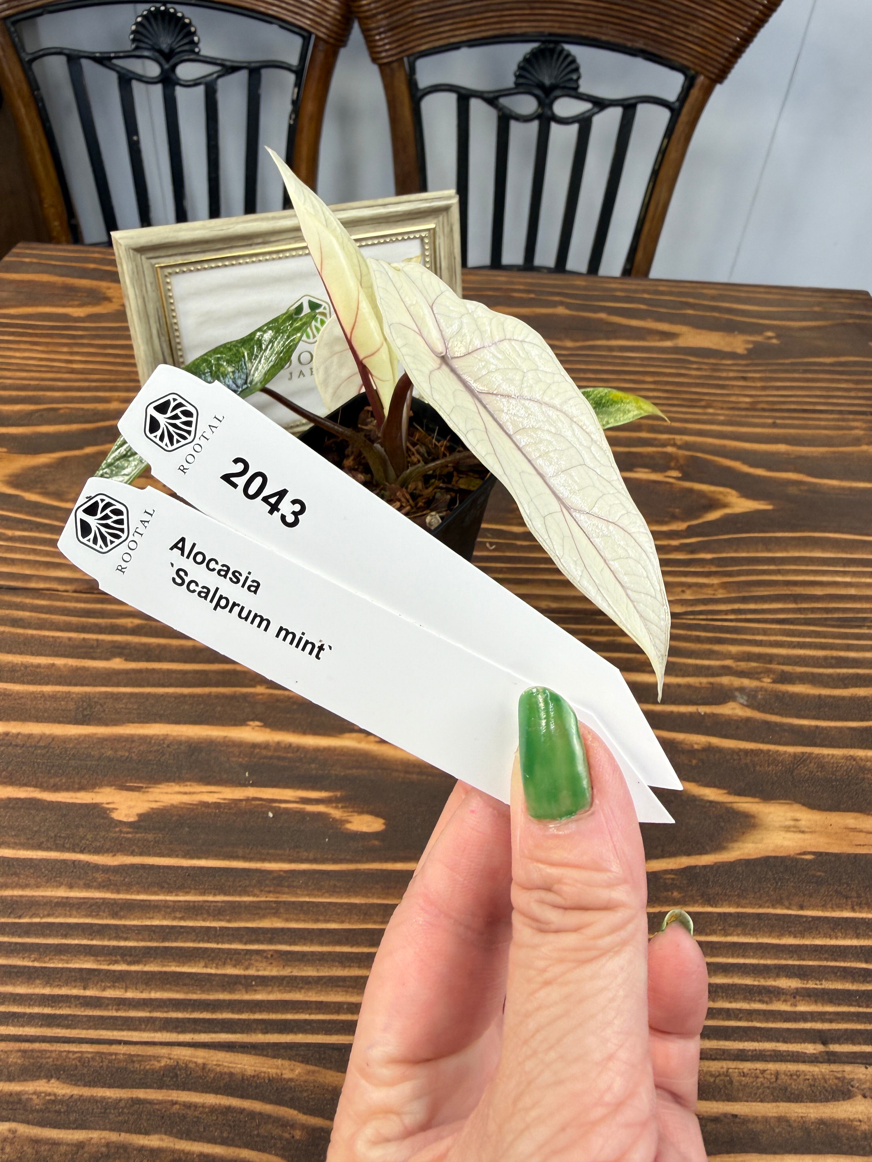 スカルプラム | ROOTALPLANTS