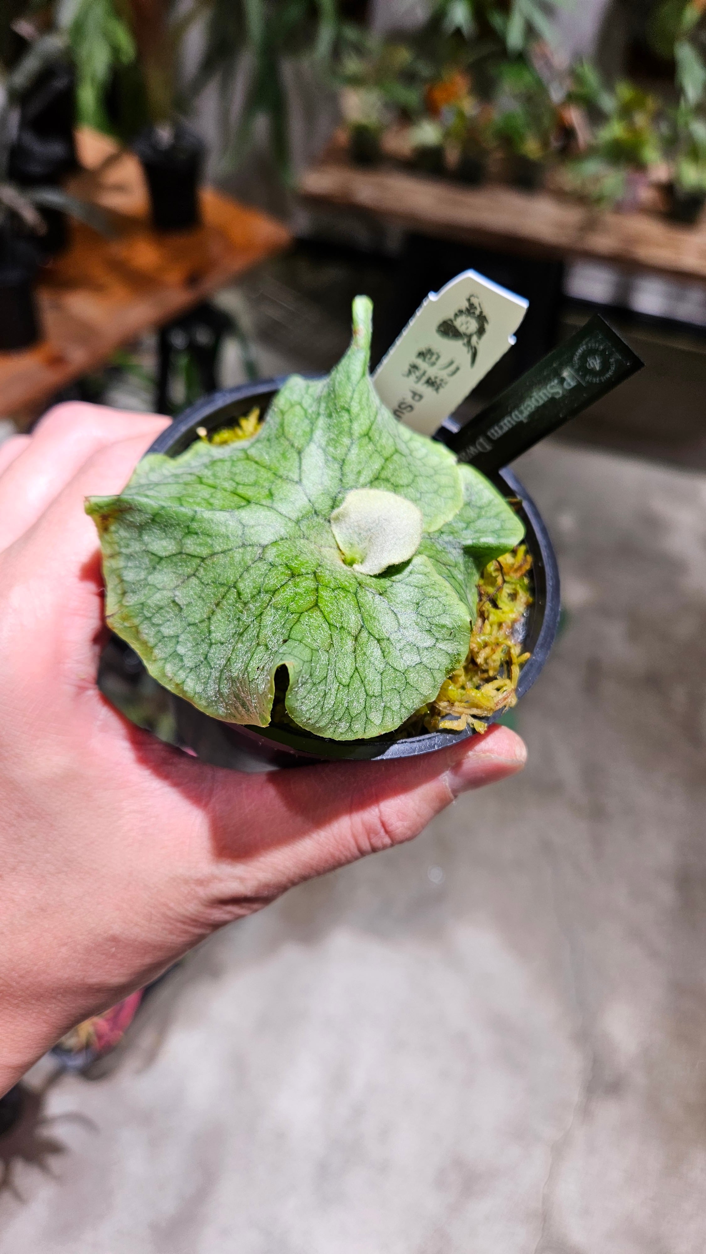 P.superbum Dwarf sporeling【artPLANTs/PLANTS GARAGE 】ビカクシダ