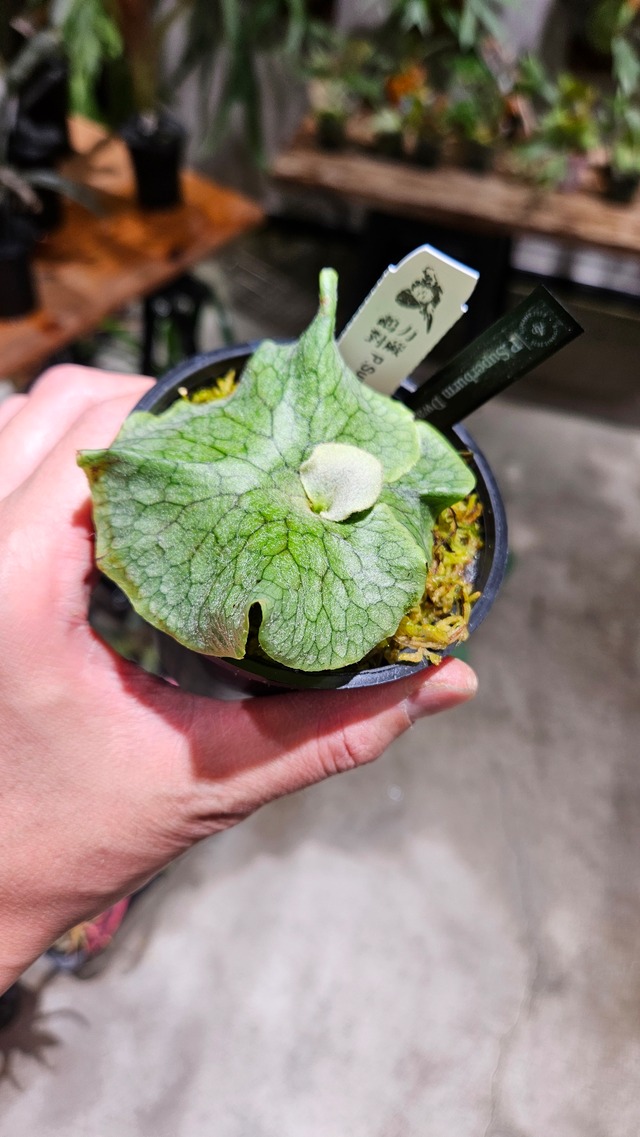 P.superbum Dwarf sporeling【artPLANTs/PLANTS GARAGE 】ビカクシダ#Platycerium