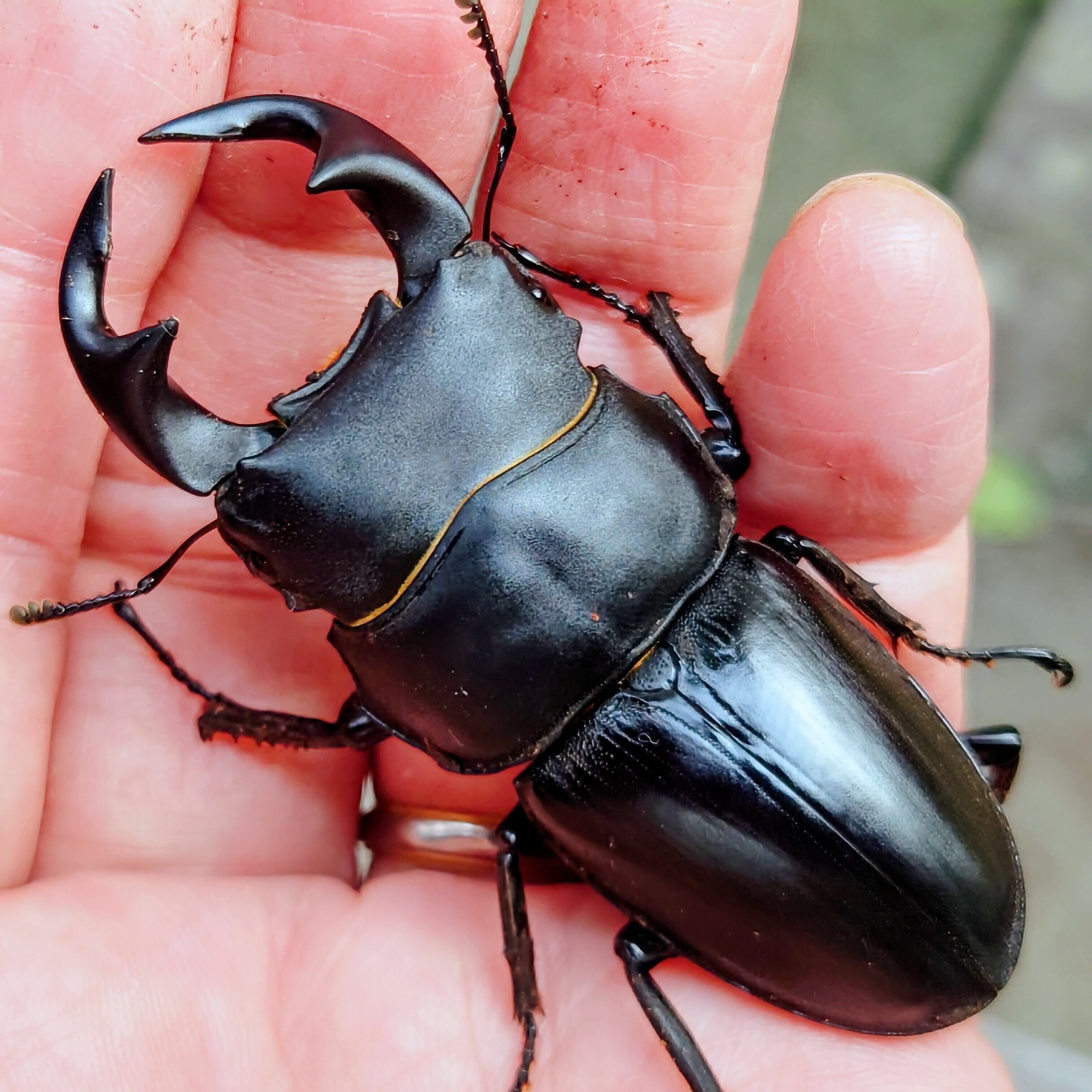 台湾オオクワガタ77mm ペアセット タイワンオオクワガタ | insect