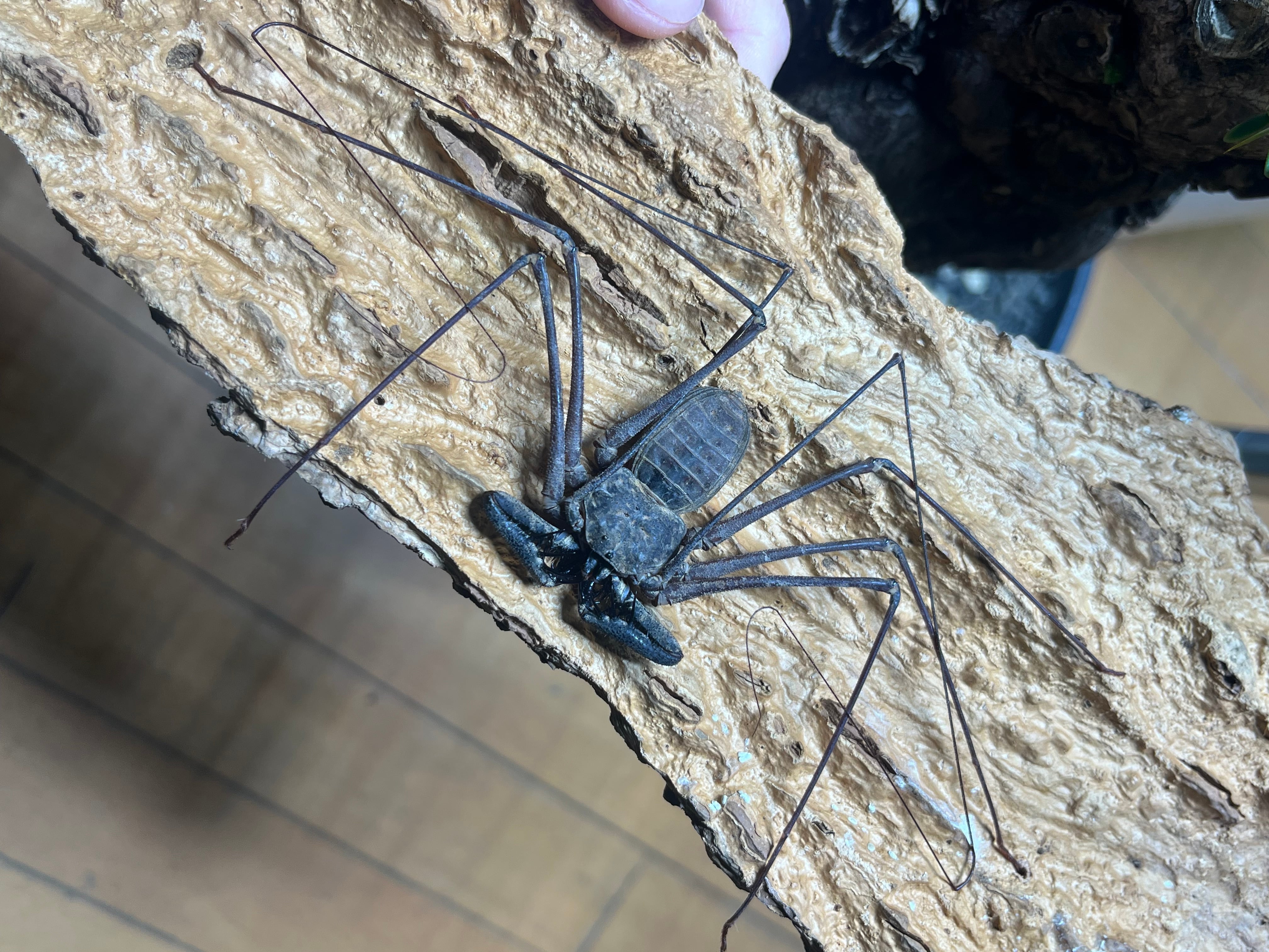 LAST南米腕虫】Heterophrynus elephasウデムシ ヒヨケムシ 三大奇蟲
