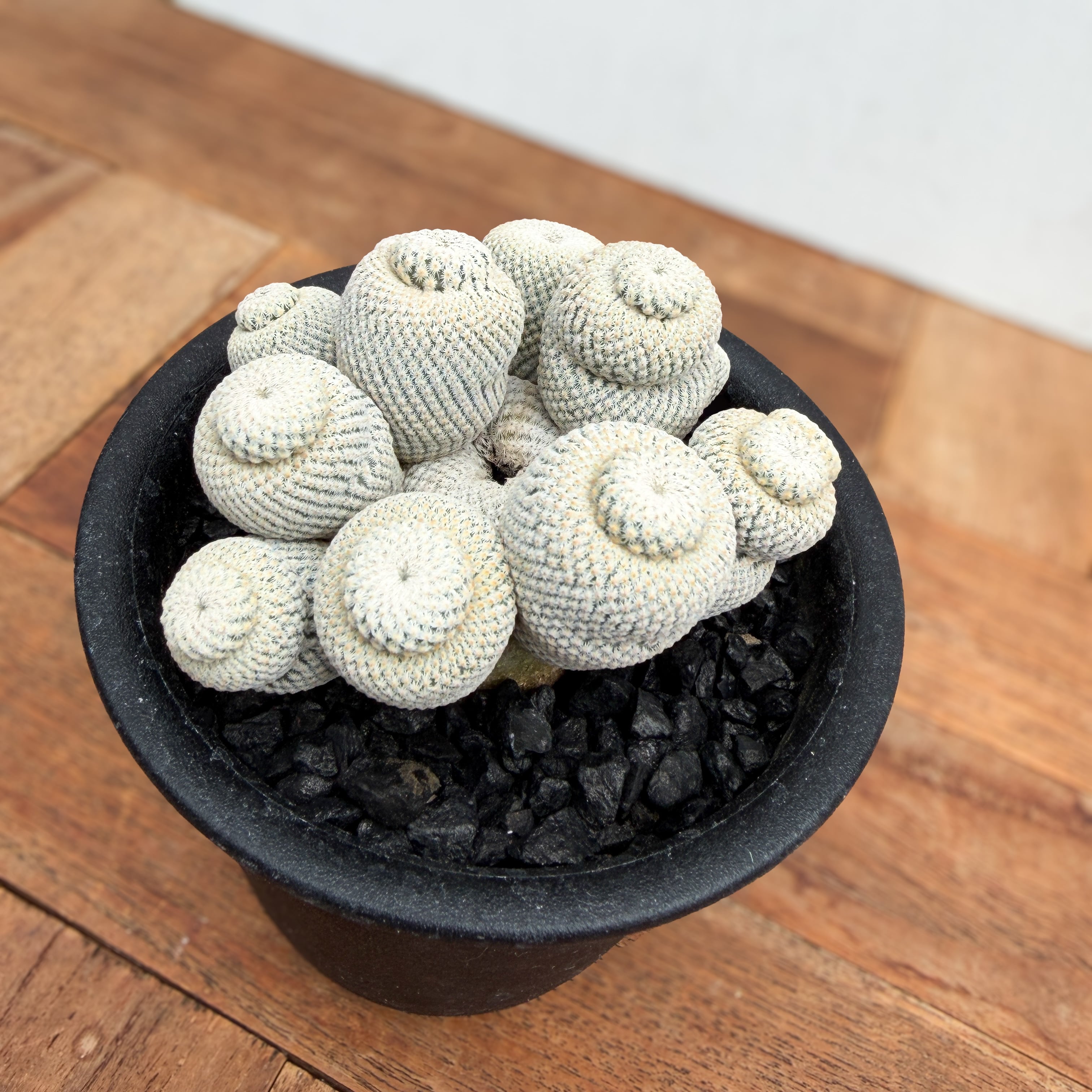 Epithelantha bokei【エピテランサ・小人の帽子】 | RIMO'S GREEN