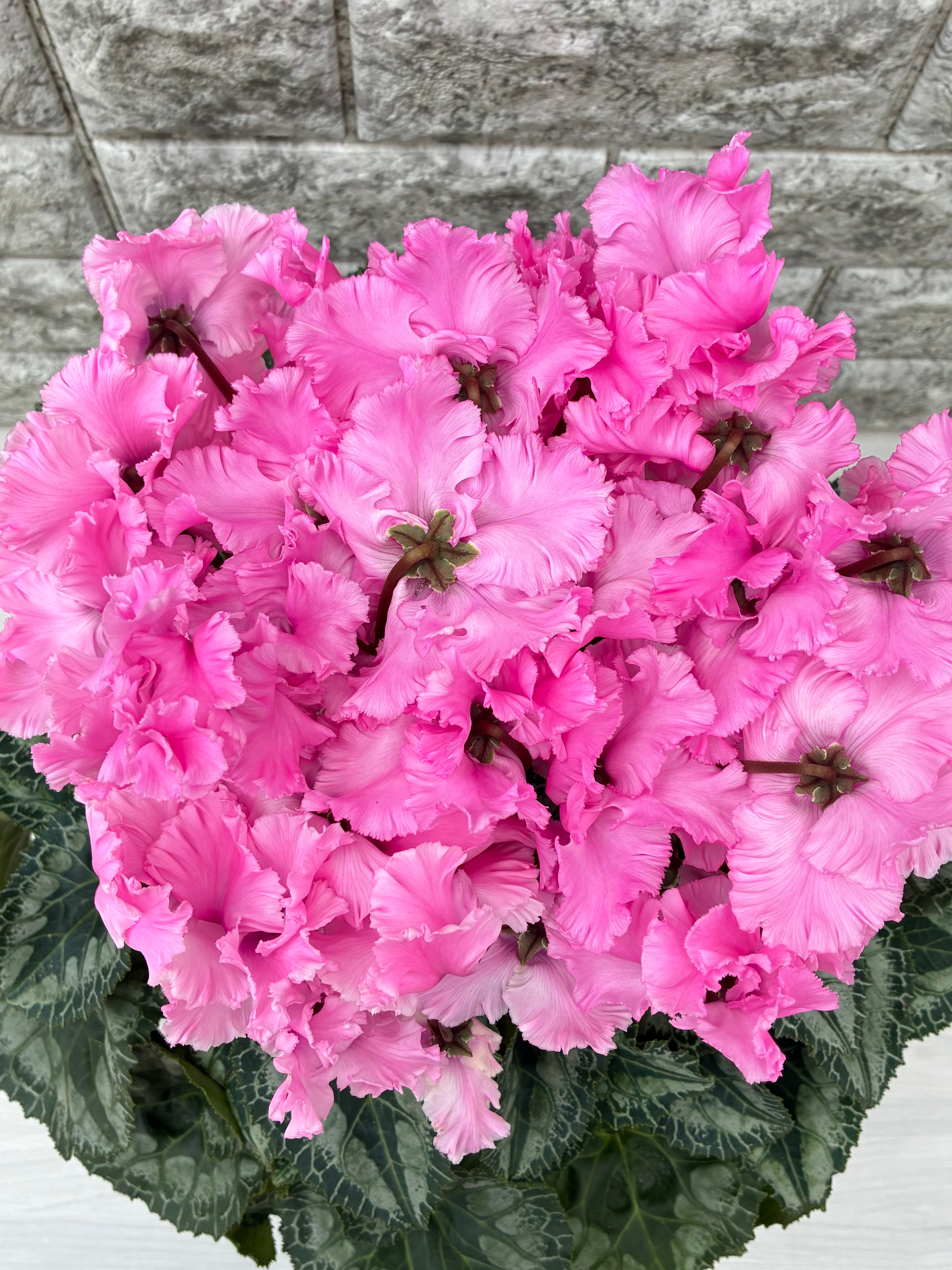 シクラメン6号鉢/キャンディケーン(ピンク) | 三浦園芸