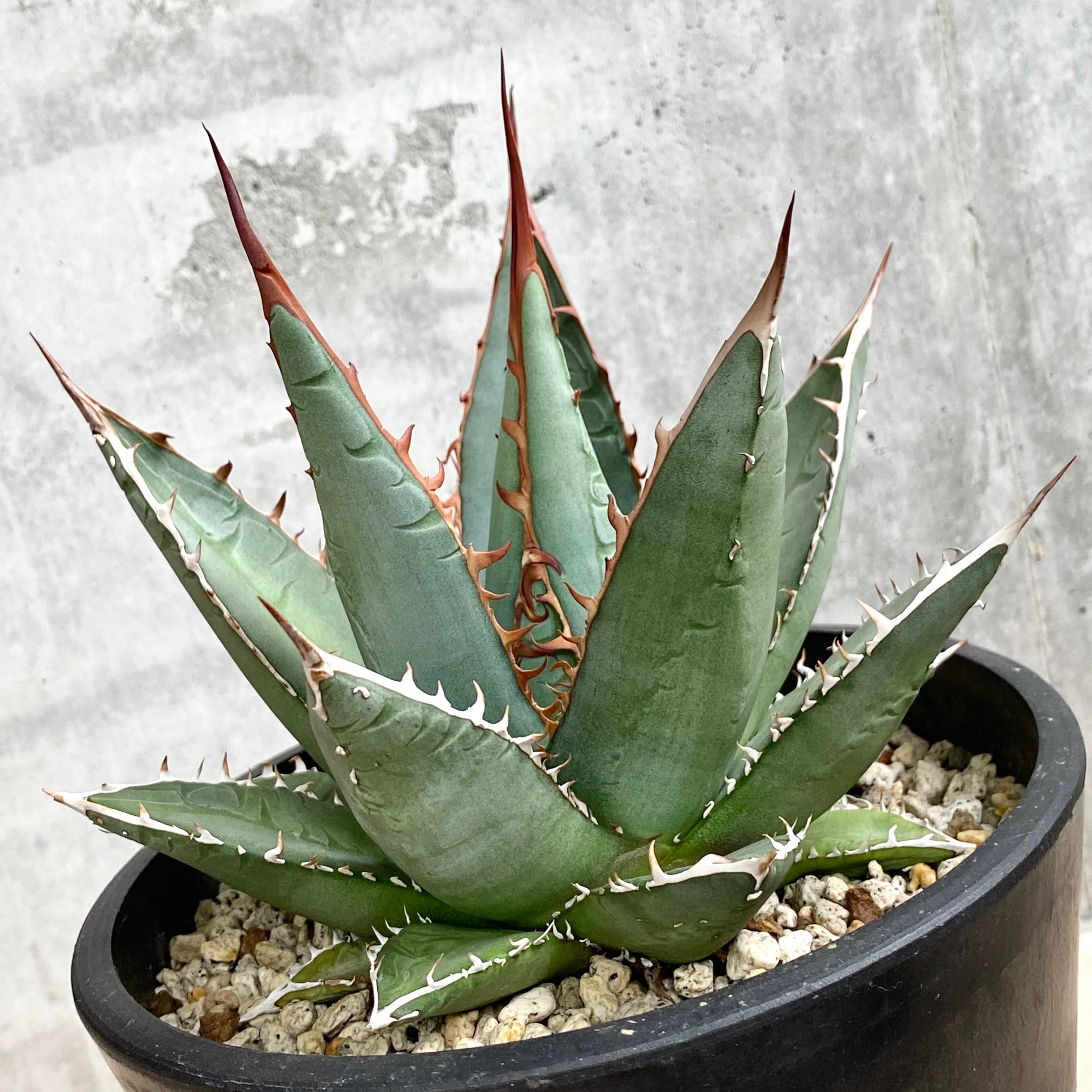 agave purpusorum /アガベ パープソラム【観葉植物】【多肉植物 ...