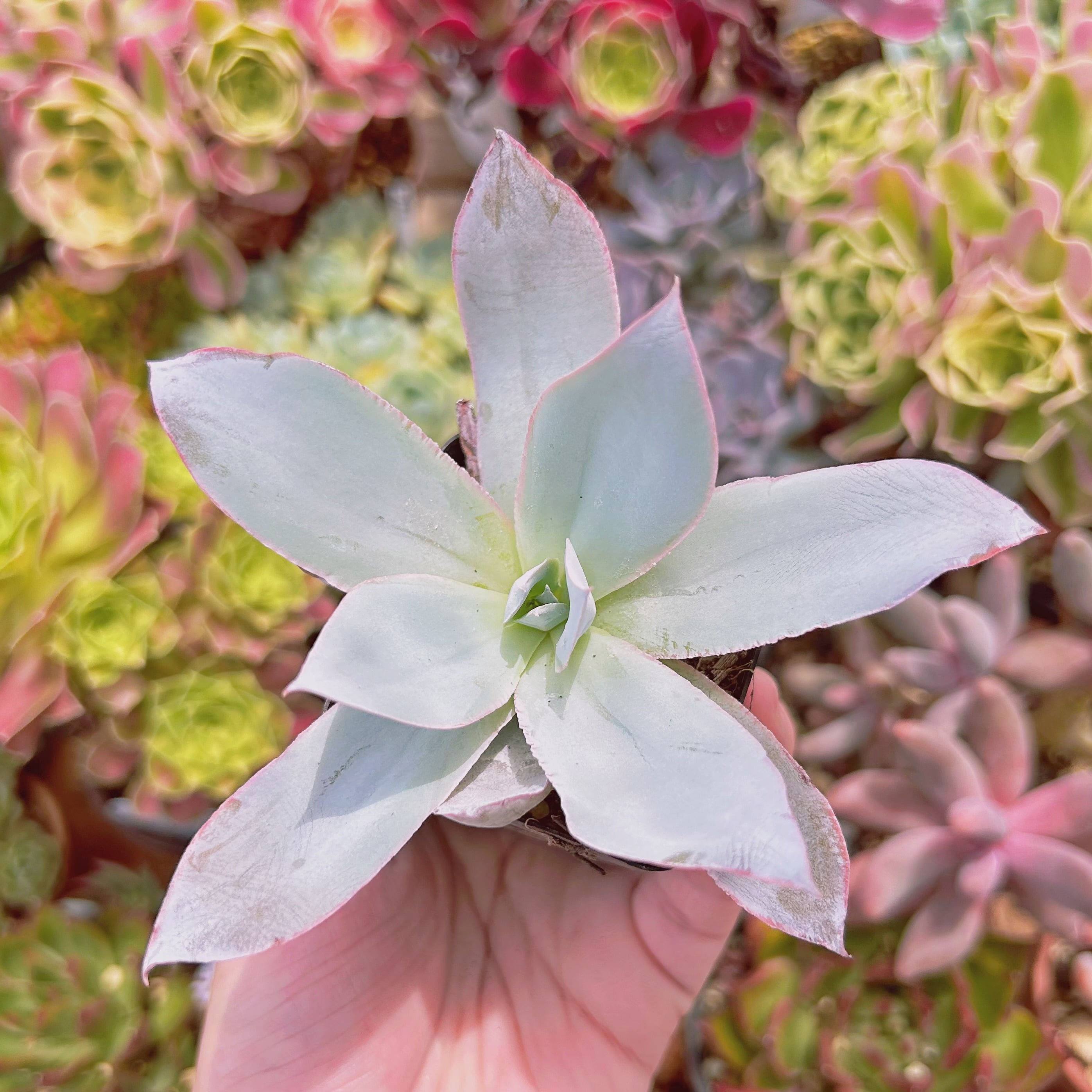 多肉植物　Echeveria   カンテ　抜き苗