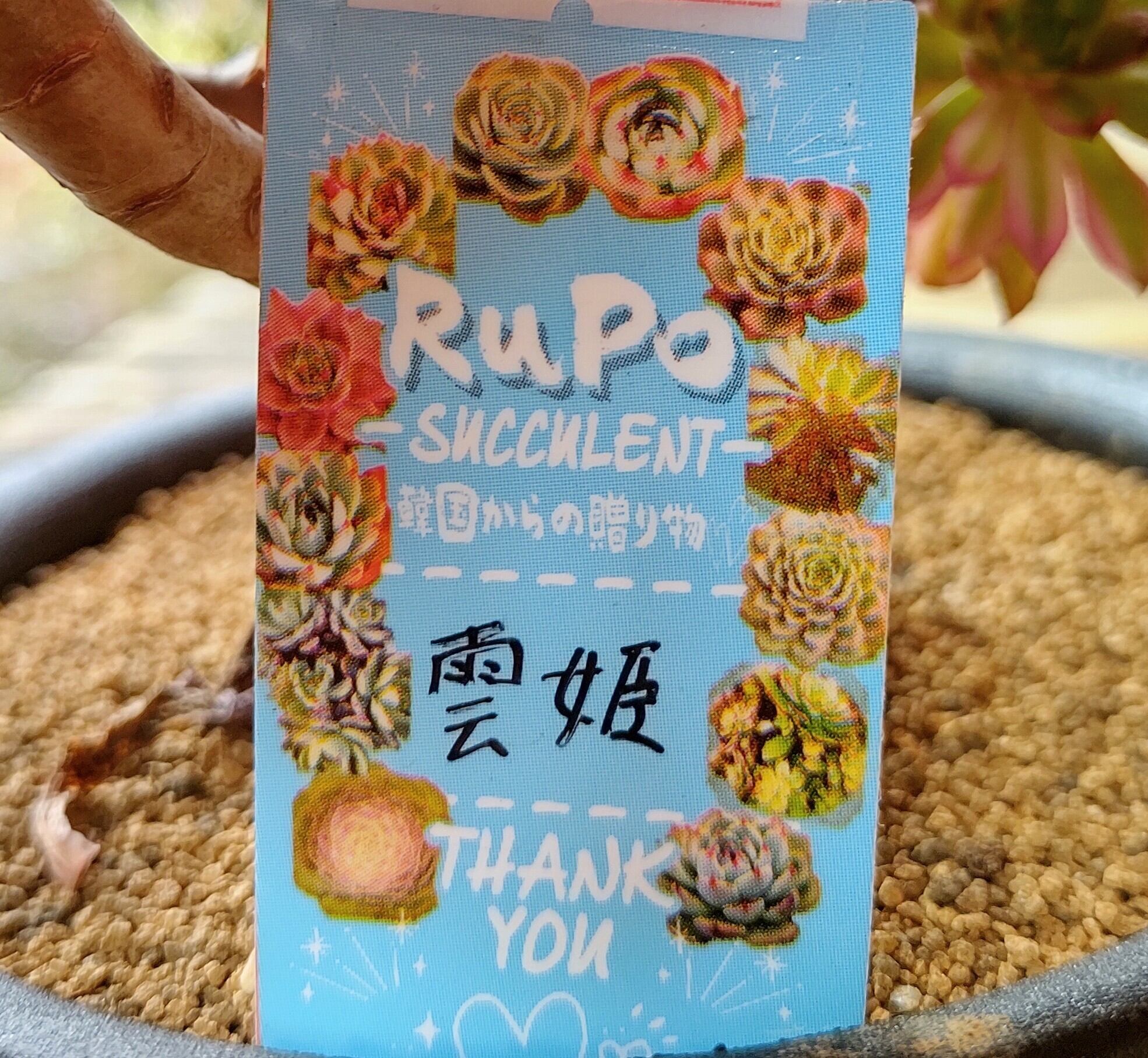 雲姫(アエオニウム) | RuPo 多肉植物専門店