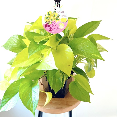 ポトス マーブル×ライム 寄せ植え 5号吊り鉢