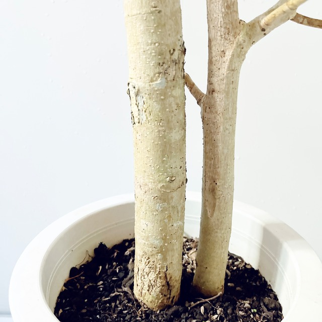 希少 フィカス クリシュナエ クリシュナボダイジュ 観葉植物 大型 calm cafe
