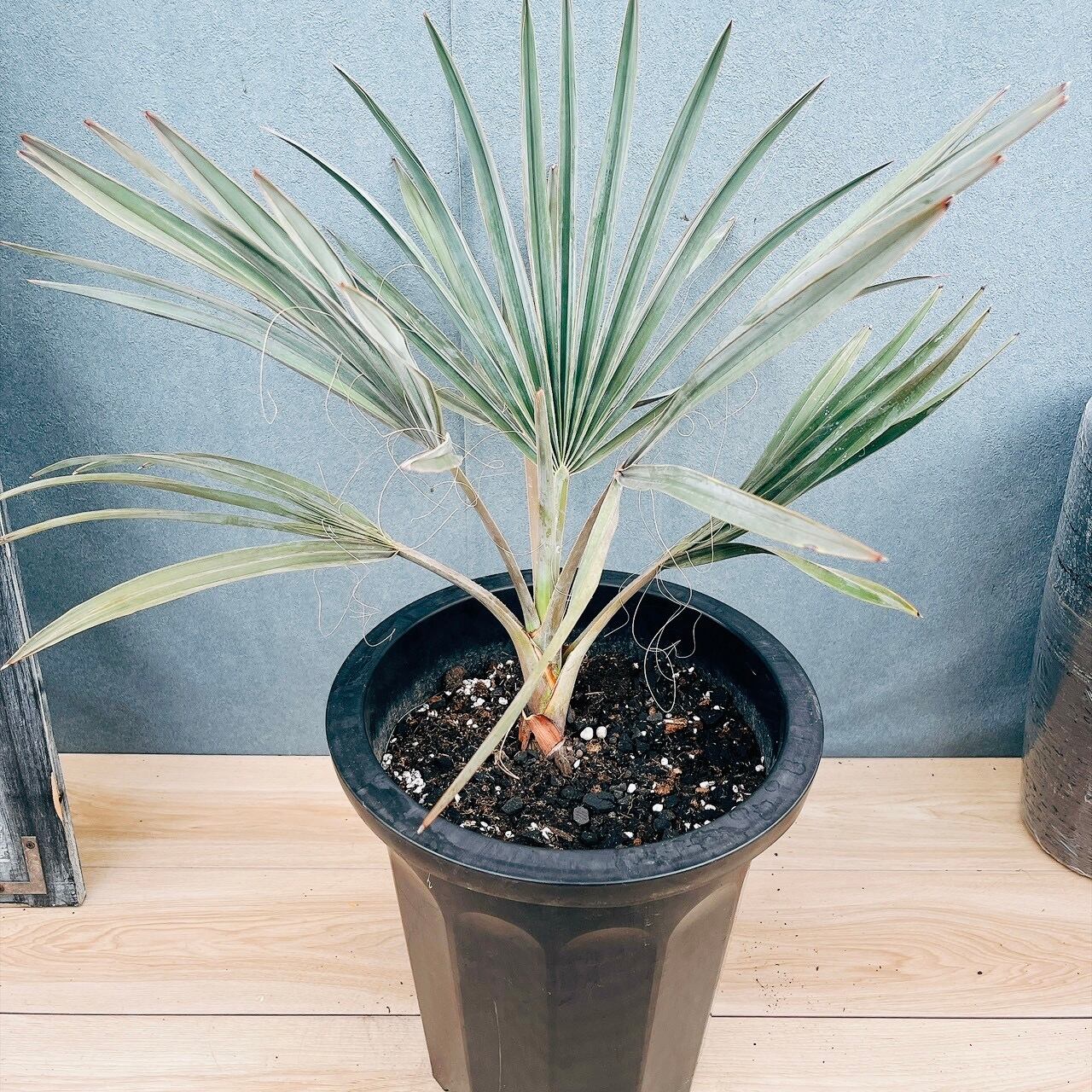 現品］87番 エスキナンサス ラディカンス 斑入り 5号 観葉植物 室内