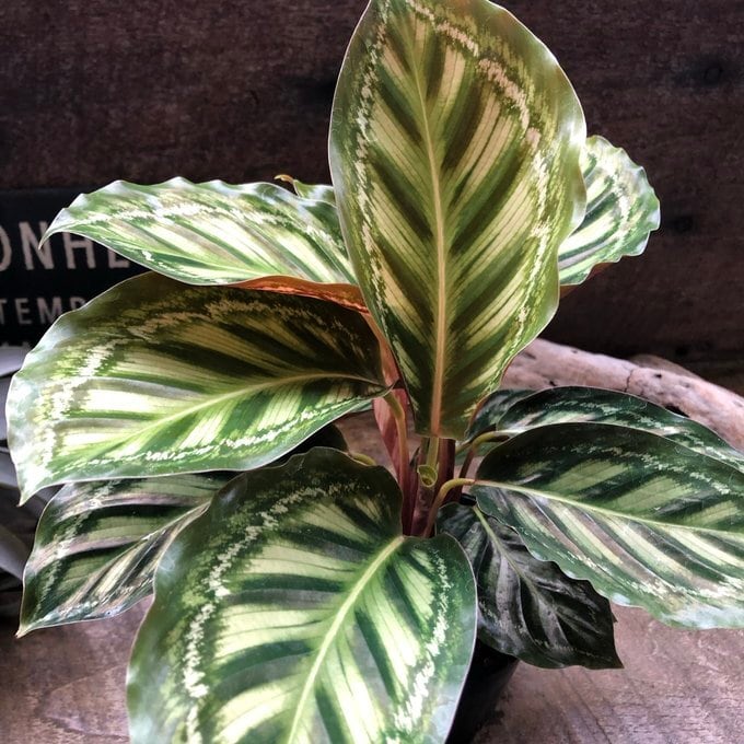 観葉植物 ポットごと モトルド モンステラ 斑入り ツル性 希少