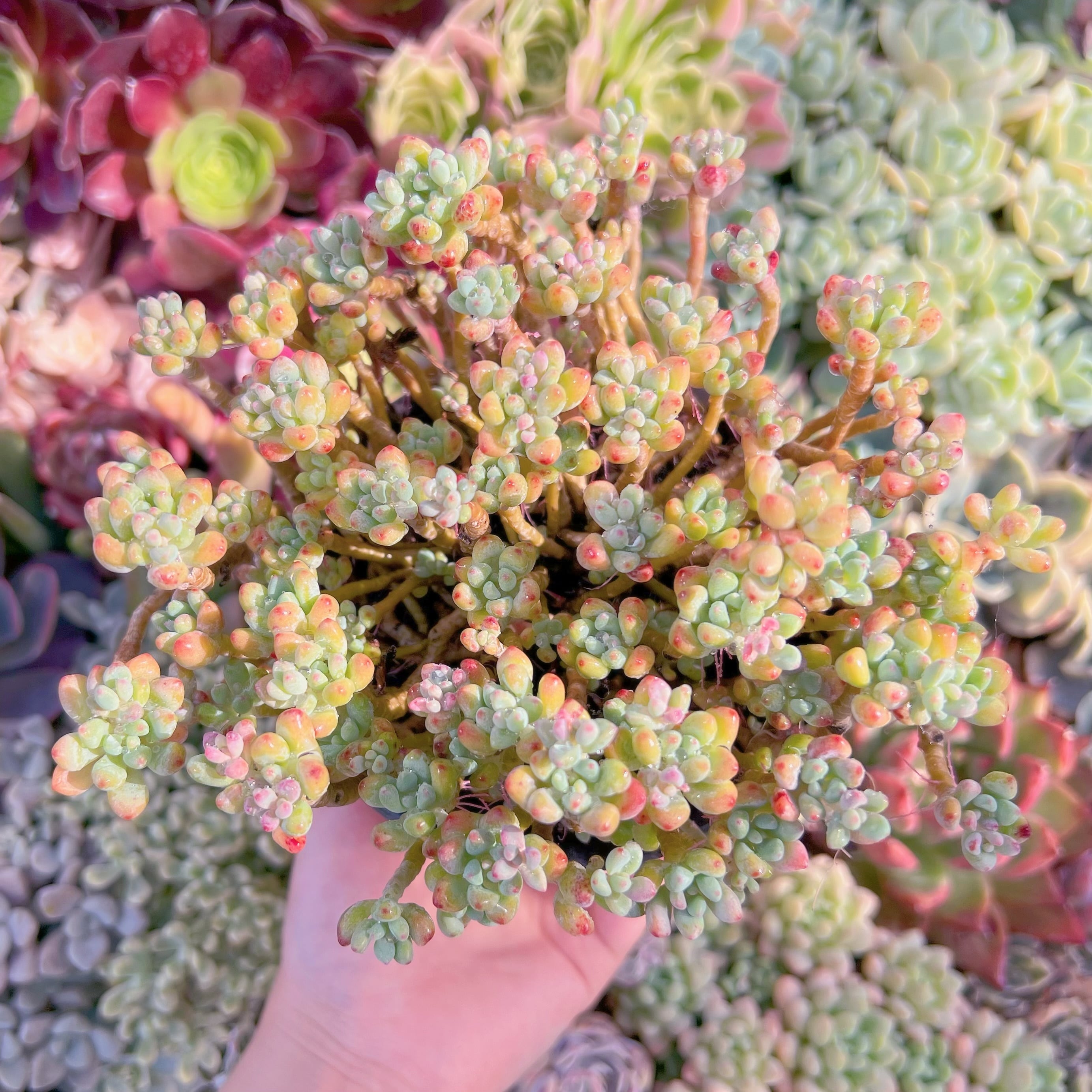 現品　ピンクビーン#013　特大群生　るる農園