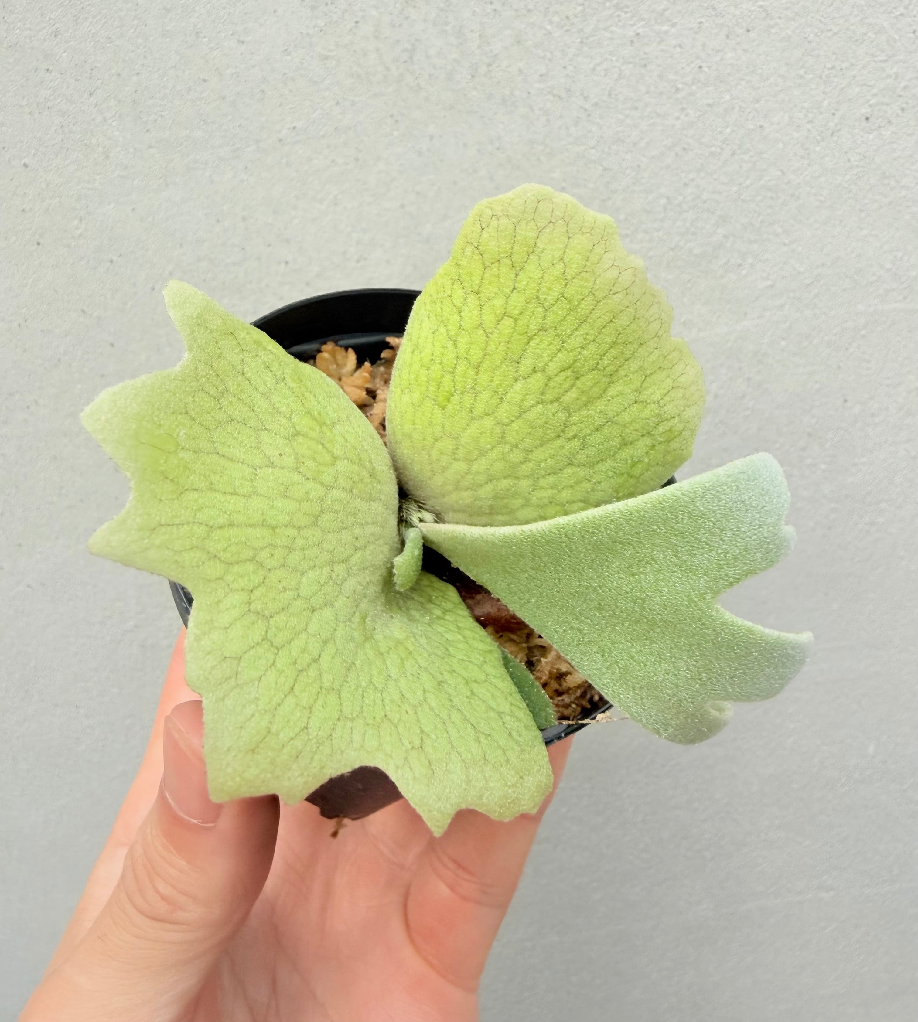 c) P. willinckii 'Frosty Maiden' spore grown ③ビカクシダ