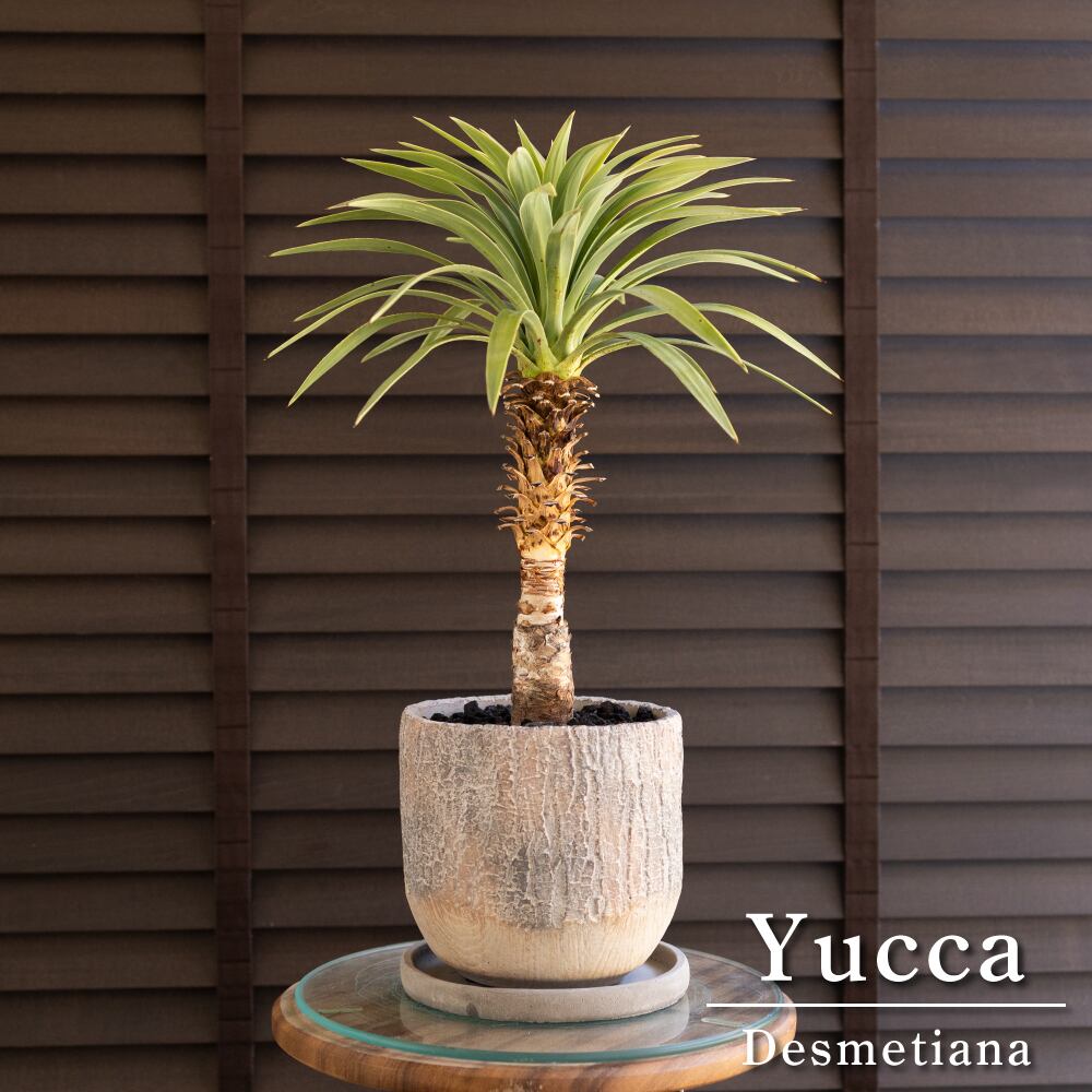 ユッカ デスメティアーナ Yucca Desmetiana ヤシ 幹立ち 5号 陶器鉢 0803BE