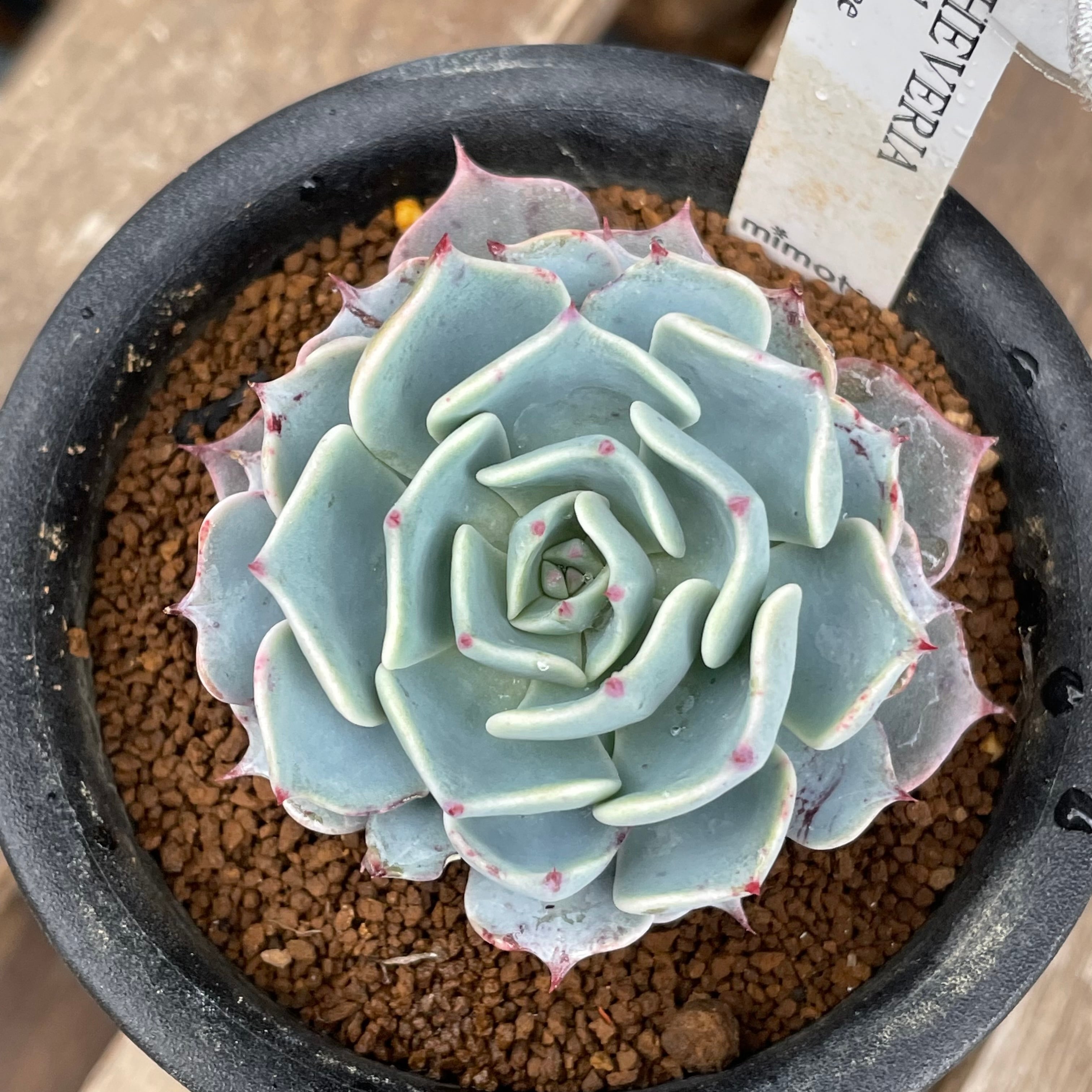 多肉植物❤レアルデカトルセ❤抜き苗