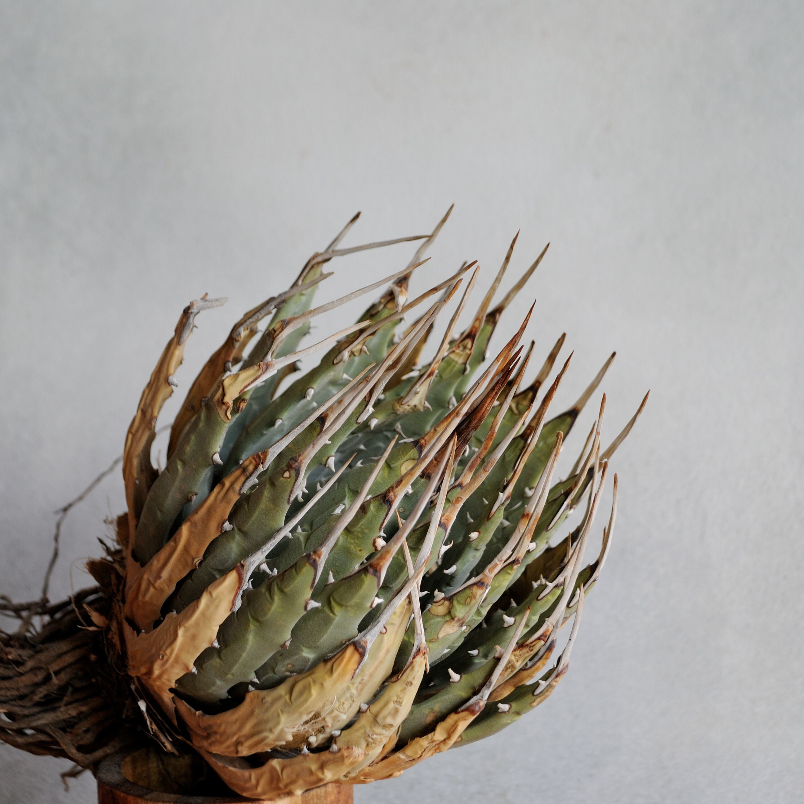 曲棘八雷 / 八荒雷神 子株 A~B | Agave Rocon