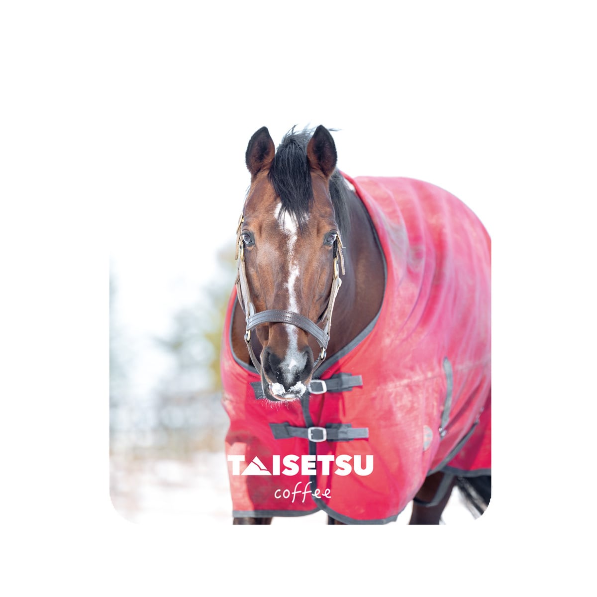 7月中旬発送予定 【御守り】タニノギムレットたてがみ入り牧柵利用 勝