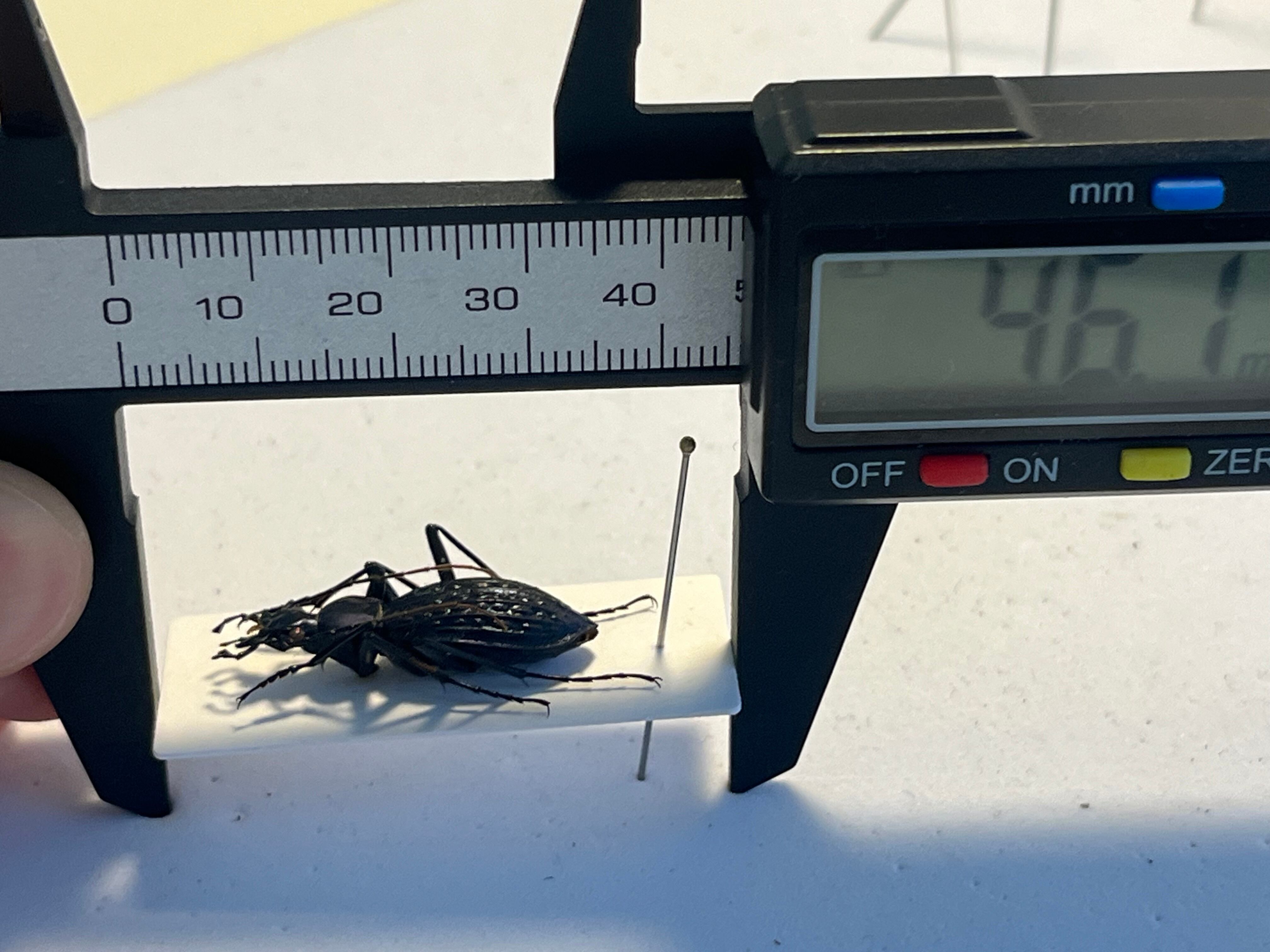 中国保護種】トルゴエトゲオサムシ 標本 チレンシスオサムシ