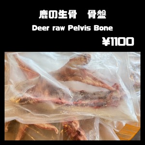 鹿の生骨　骨盤