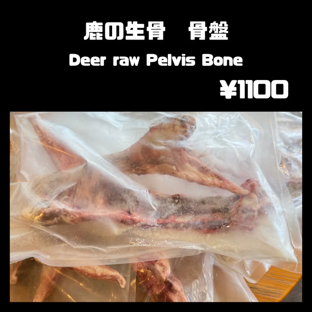 鹿の生骨　骨盤　1個