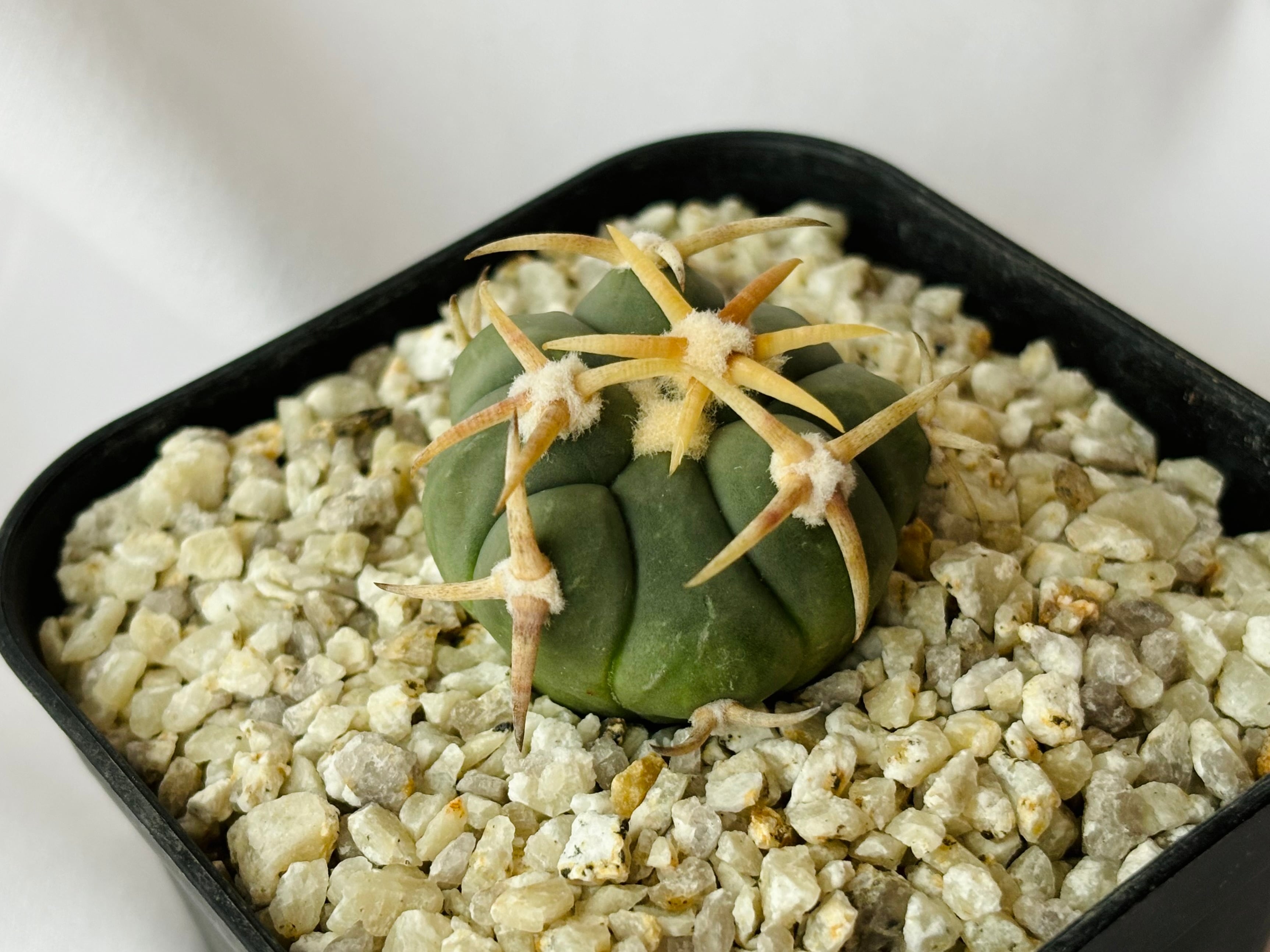 Echinocactus horizonthalonius エキノカクタス 白刺翠平丸 サボテン