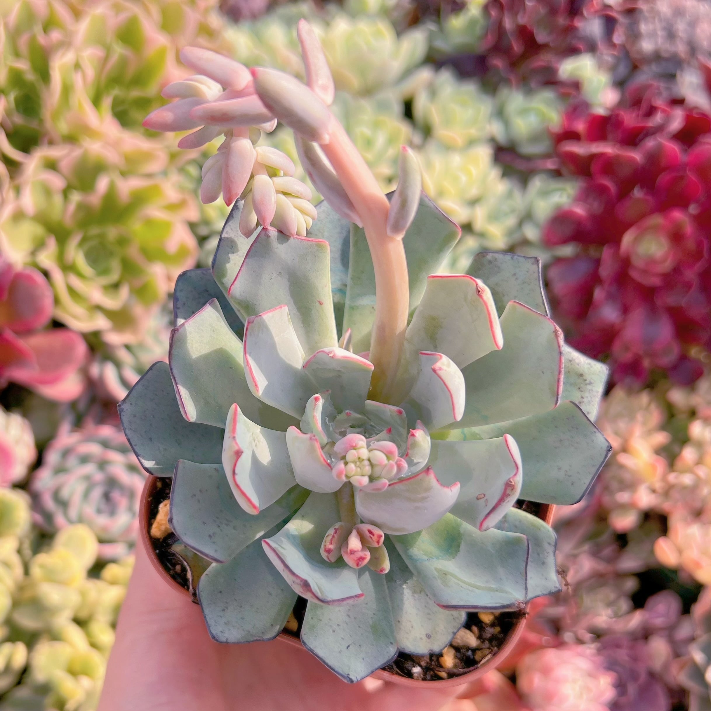 現品　ストリクチフローラ#B14　大苗　るる農園