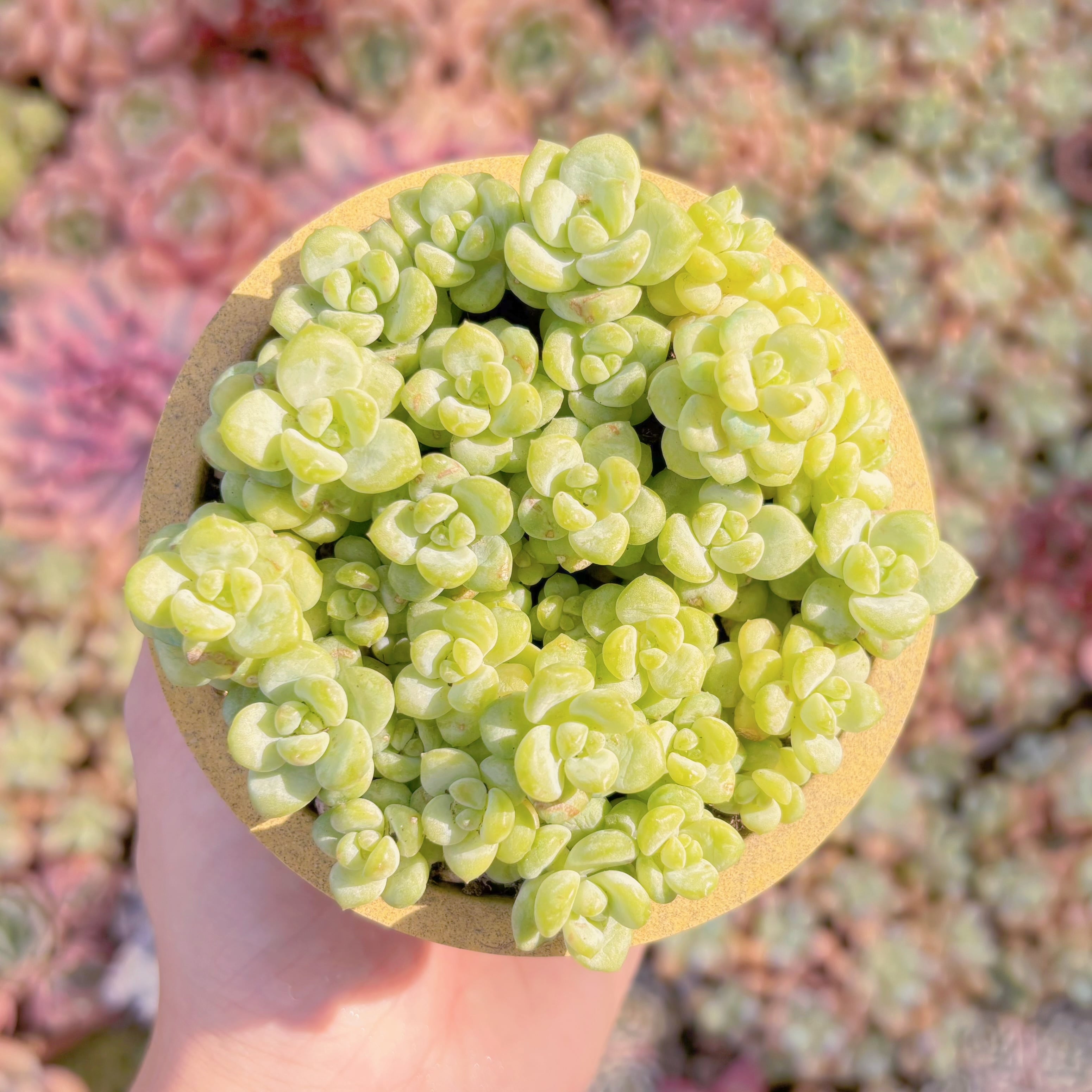 多肉植物　サンシャインローズ　新入荷　るる農園