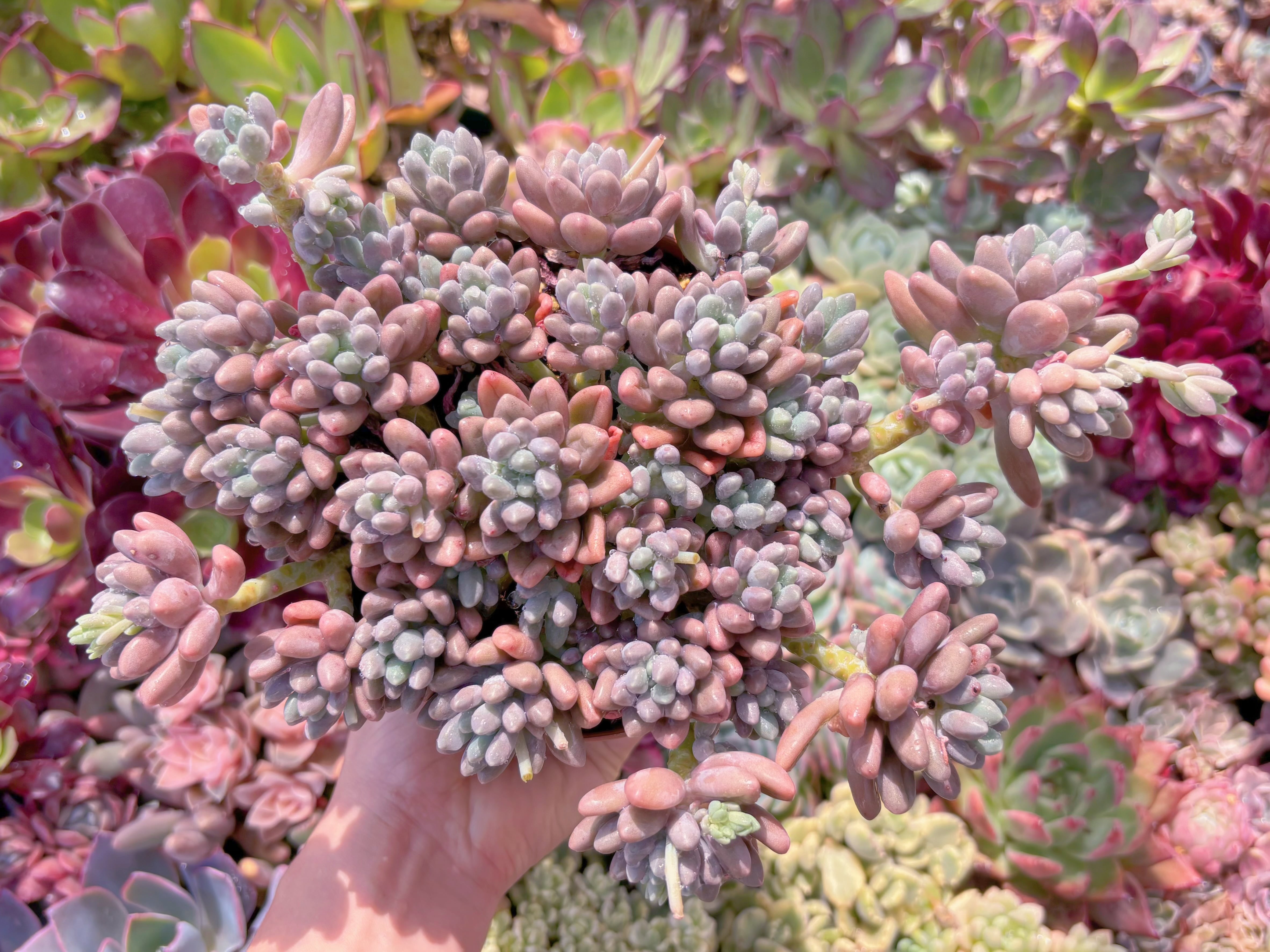 現品　エクスパトリマータxクレムネリア#A69　特大群生　るる農園