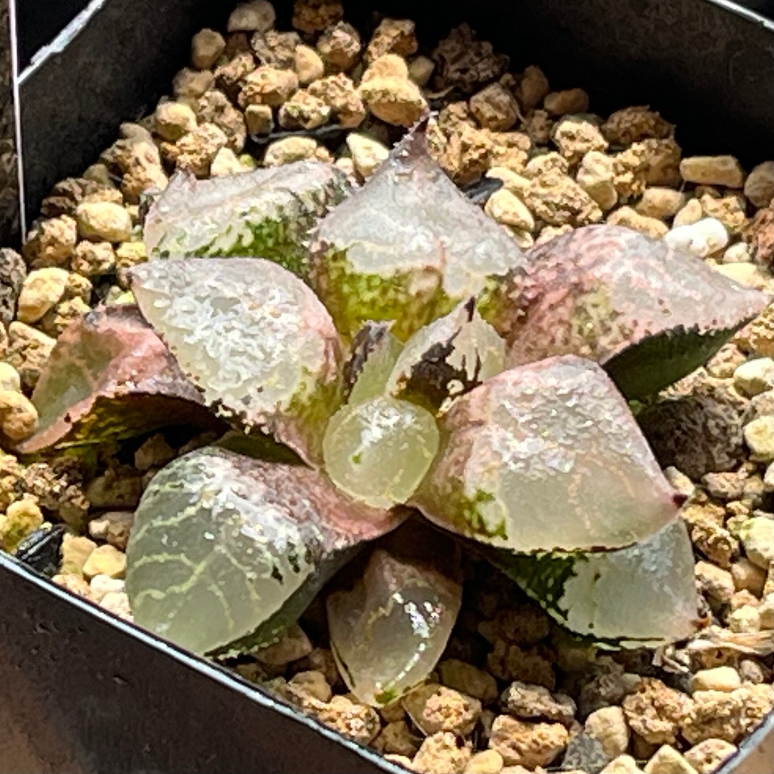 ハオルチア B型コンプトミュータント錦 | mocono_plants