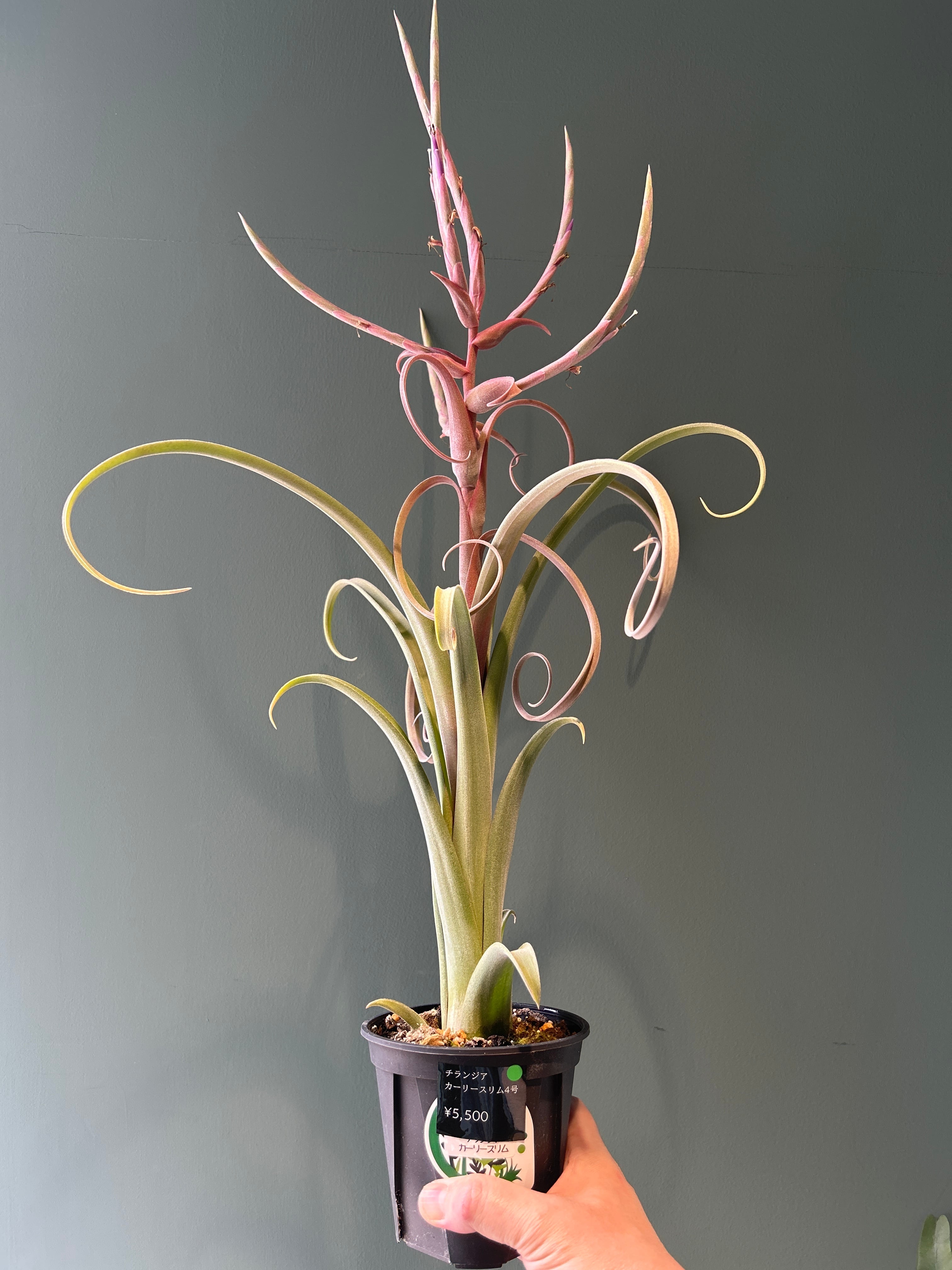 チランジア カーリースリム4号 大 | 植物との暮らし apricot