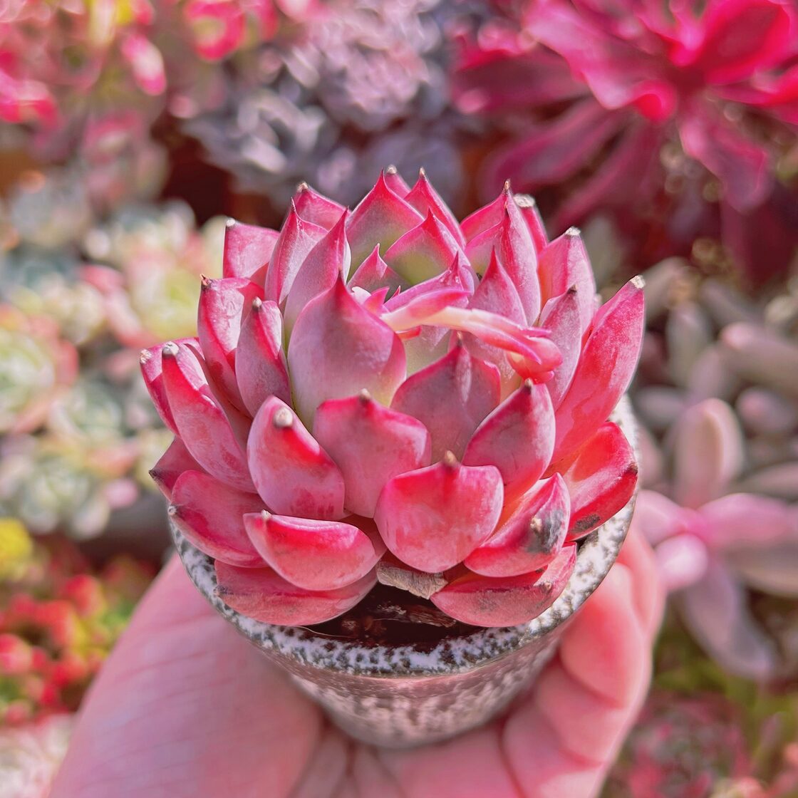 564現物 多肉植物 レッドリリー 抜き苗 | Pay ID
