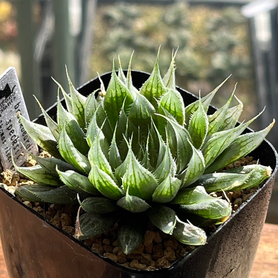 ハオルチア 白帝城全窓変異個体 天使(全白窓) | mocono_plants