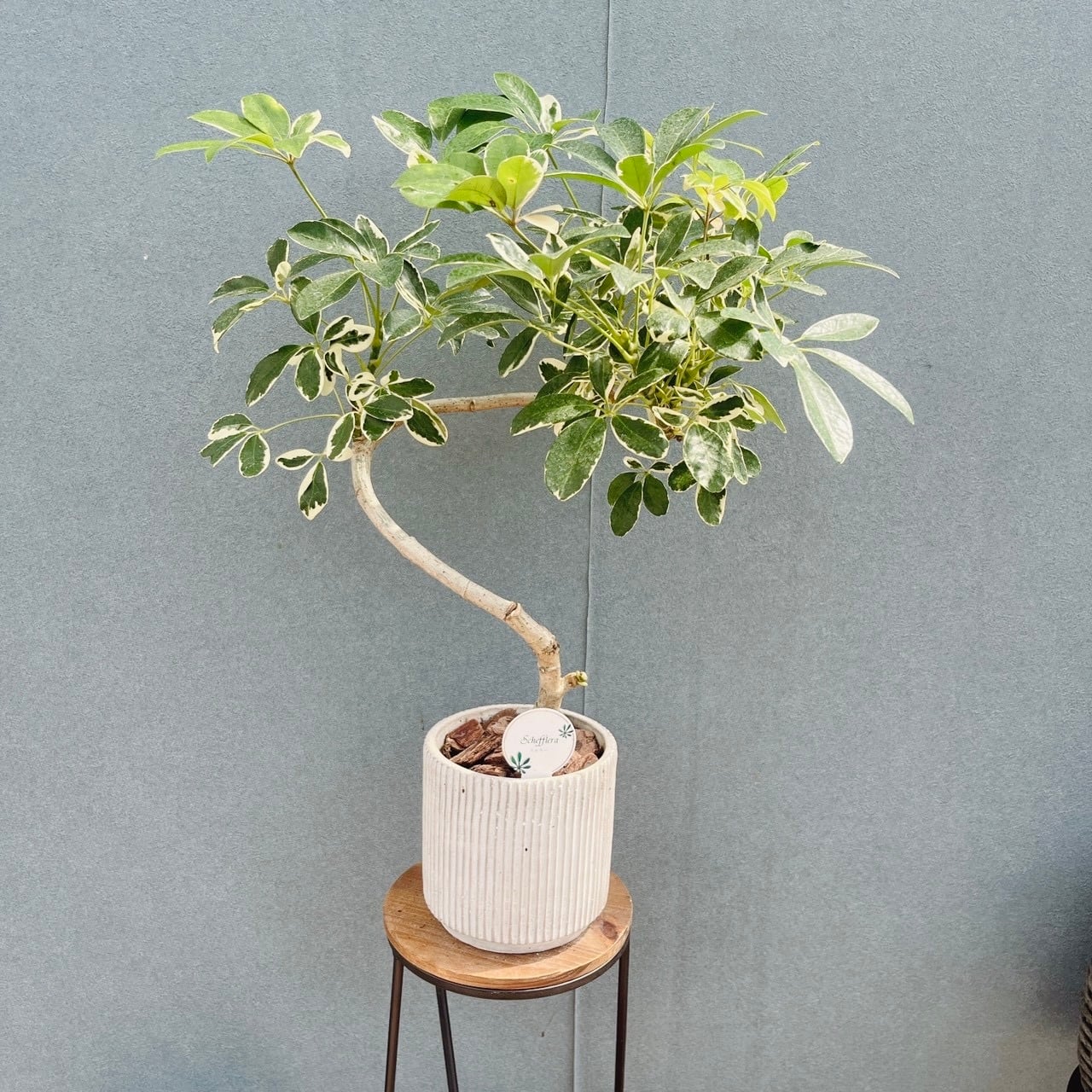 現品］【希少】51番 モンステラ 斑入り 7号 観葉植物 室内 レア 鉢