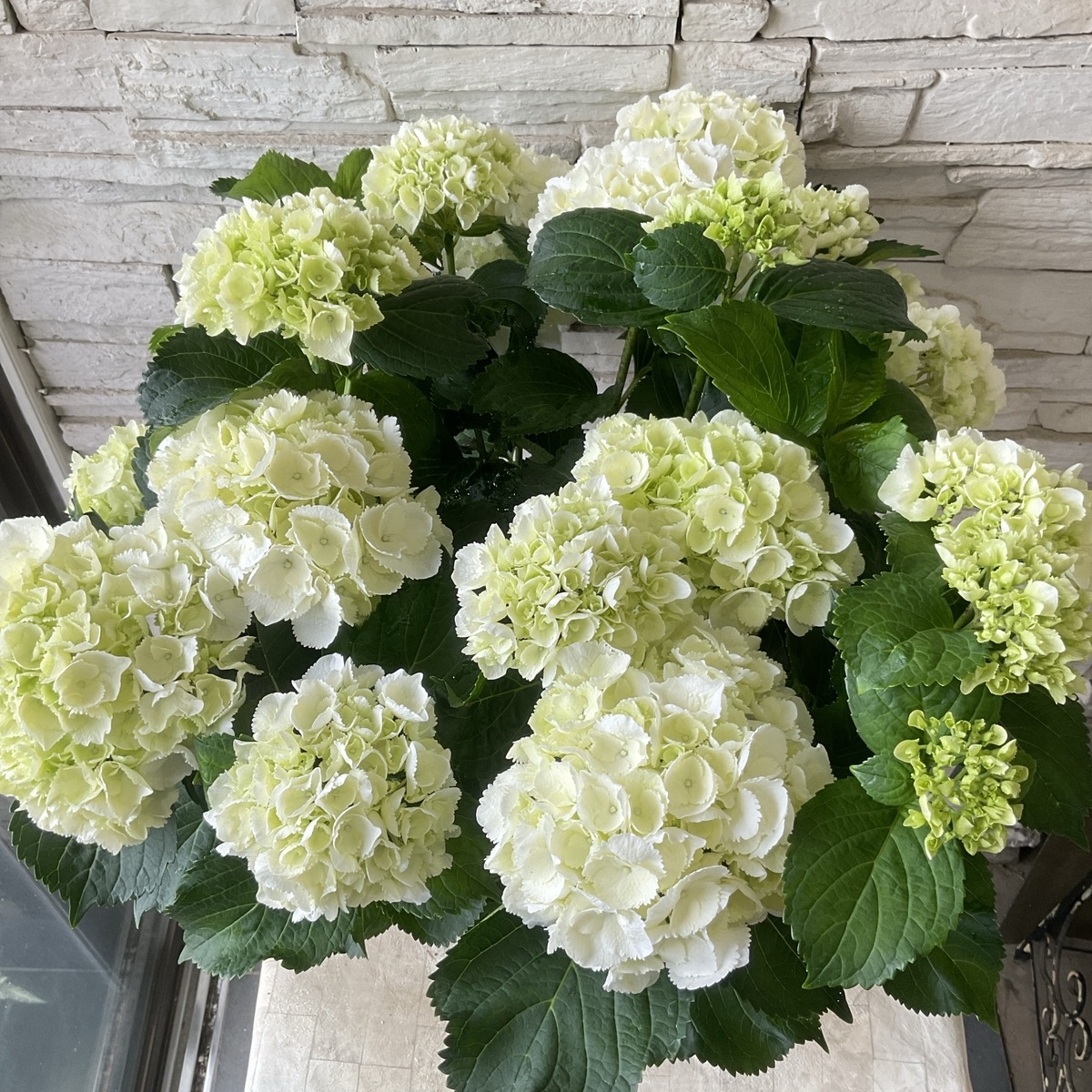 R様専用【母の日ギフト】【ラッピング・化粧箱付き】紫陽花 シュガー 