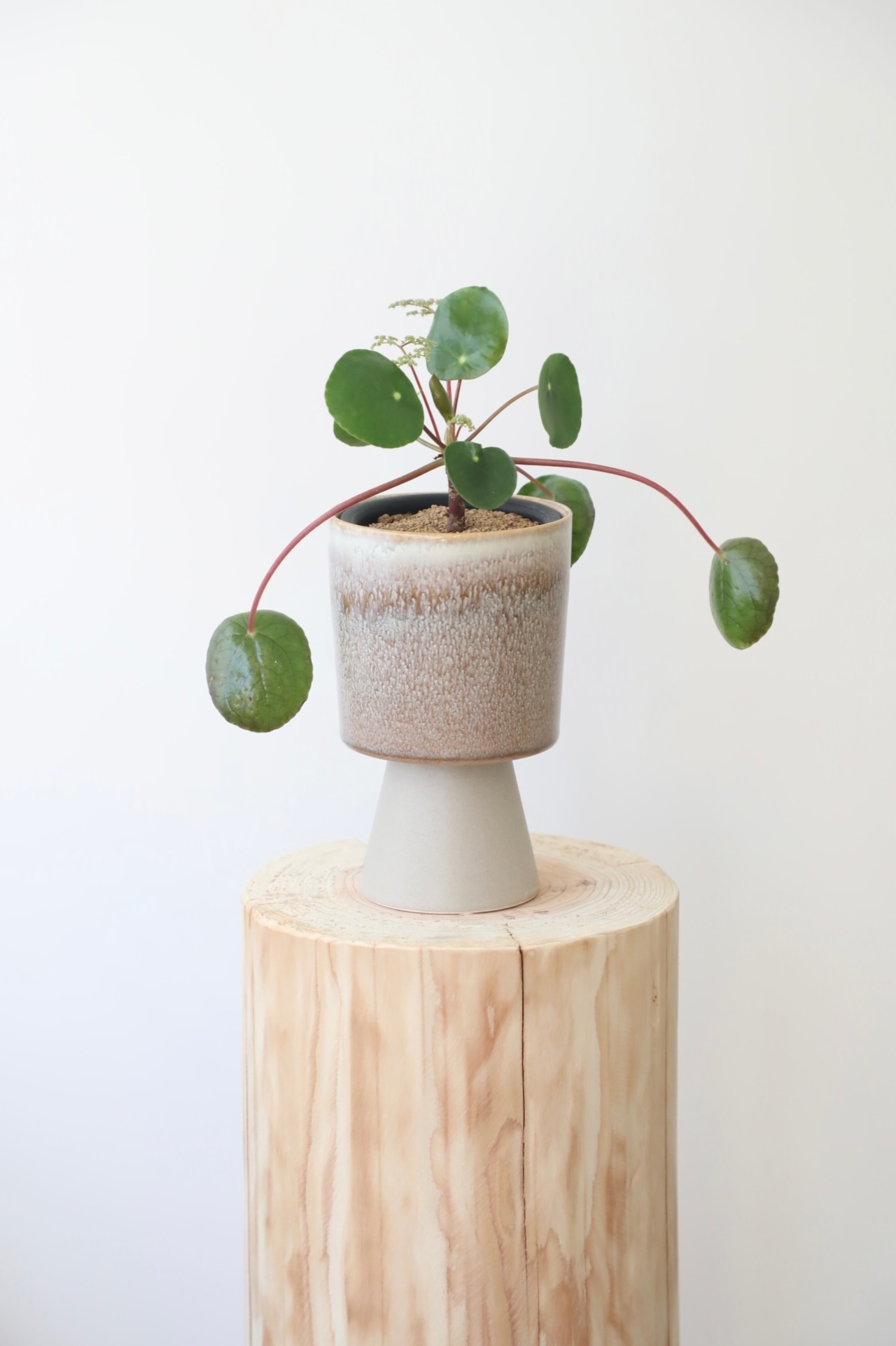 ペペロミア オイデス/Peperomia oides ※陶器鉢カバー付き