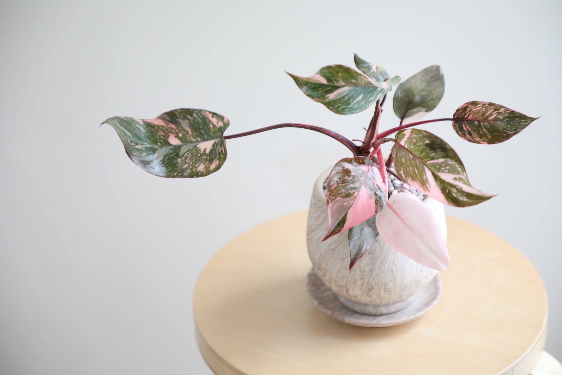 M】フィロデンドロン ピンクプリンセス/Philodendron Pink Princess