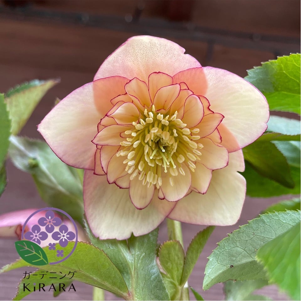 クリスマスローズ アプリコットオーケストラ | ガーデニングキララ