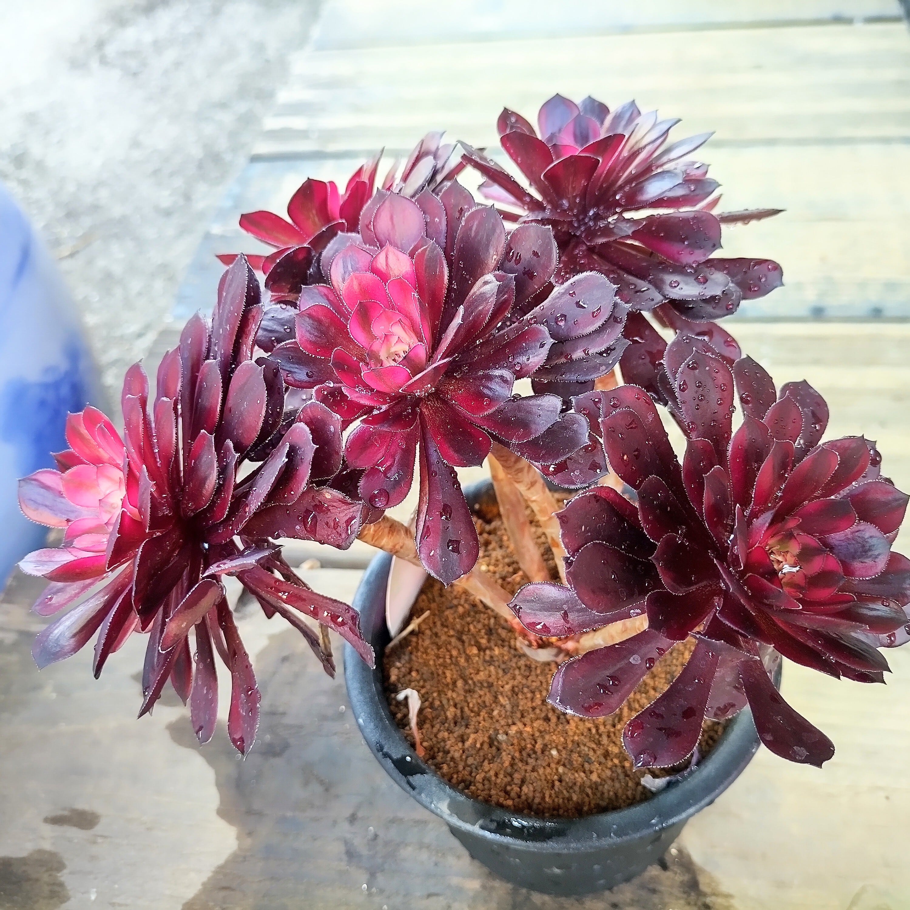 ブラックスワン(アエオニウム) | RuPo 多肉植物専門店