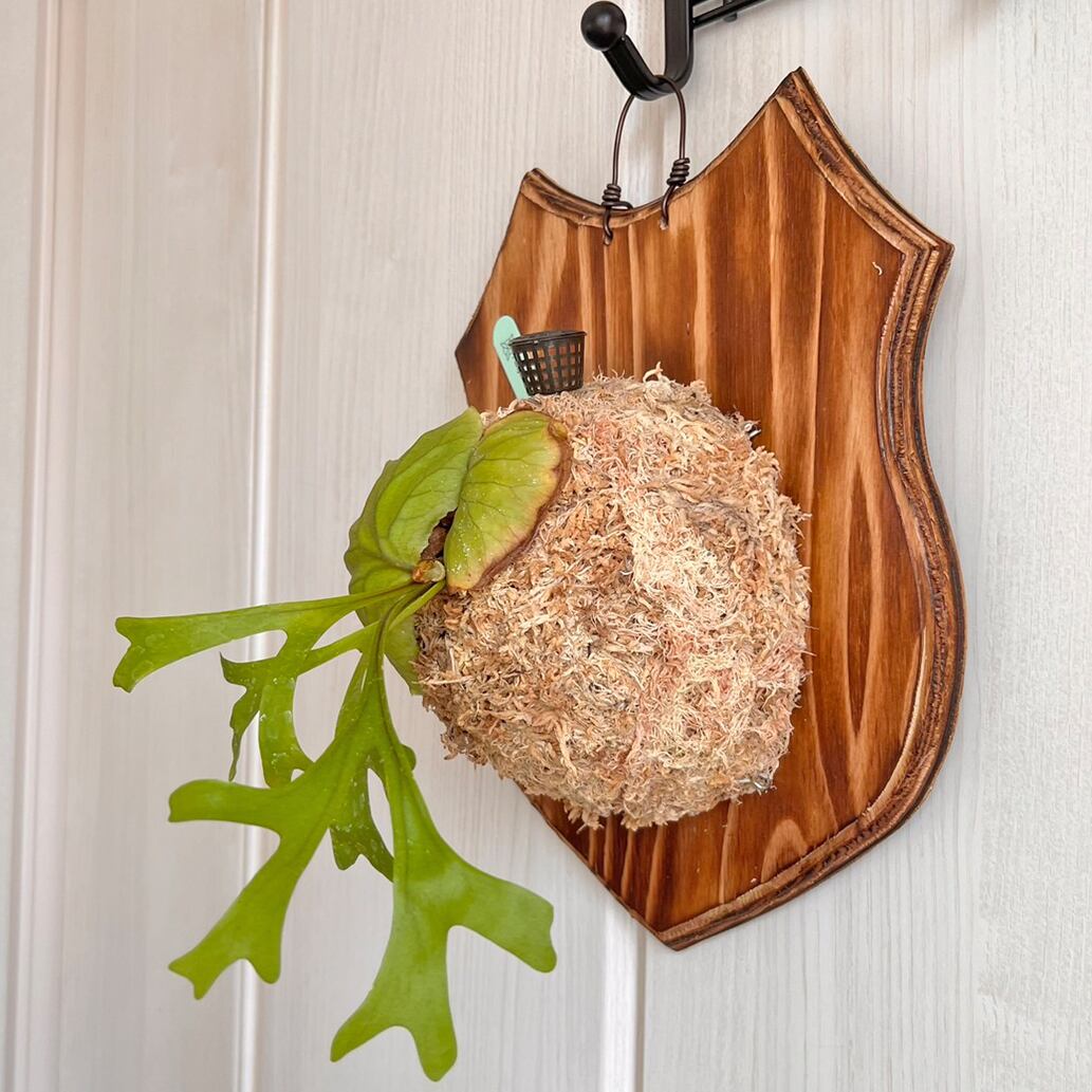 リドレイ　ビカクシダ　ヘゴ板付 リドレイ ビカクシダ ヘゴ板付 リドレイの板付をする | HaruGreen